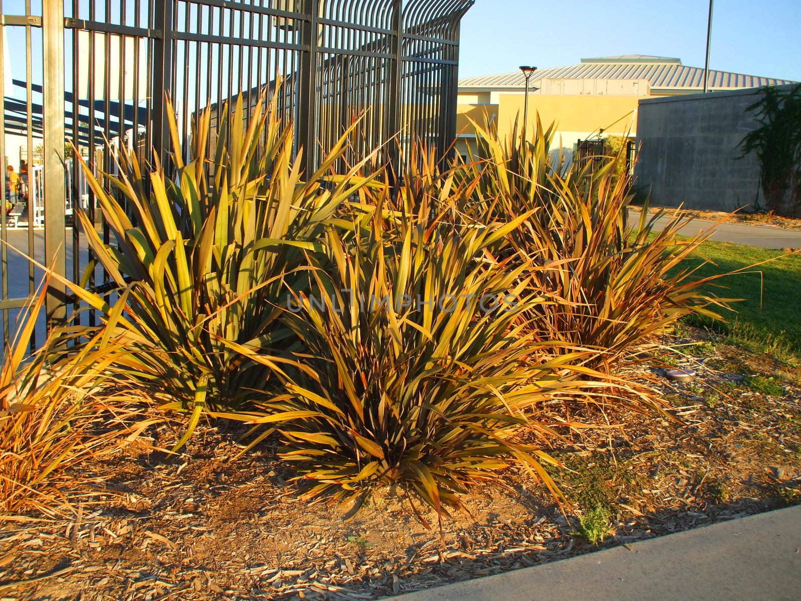 Close up of the phormium atropurpureum flowers.