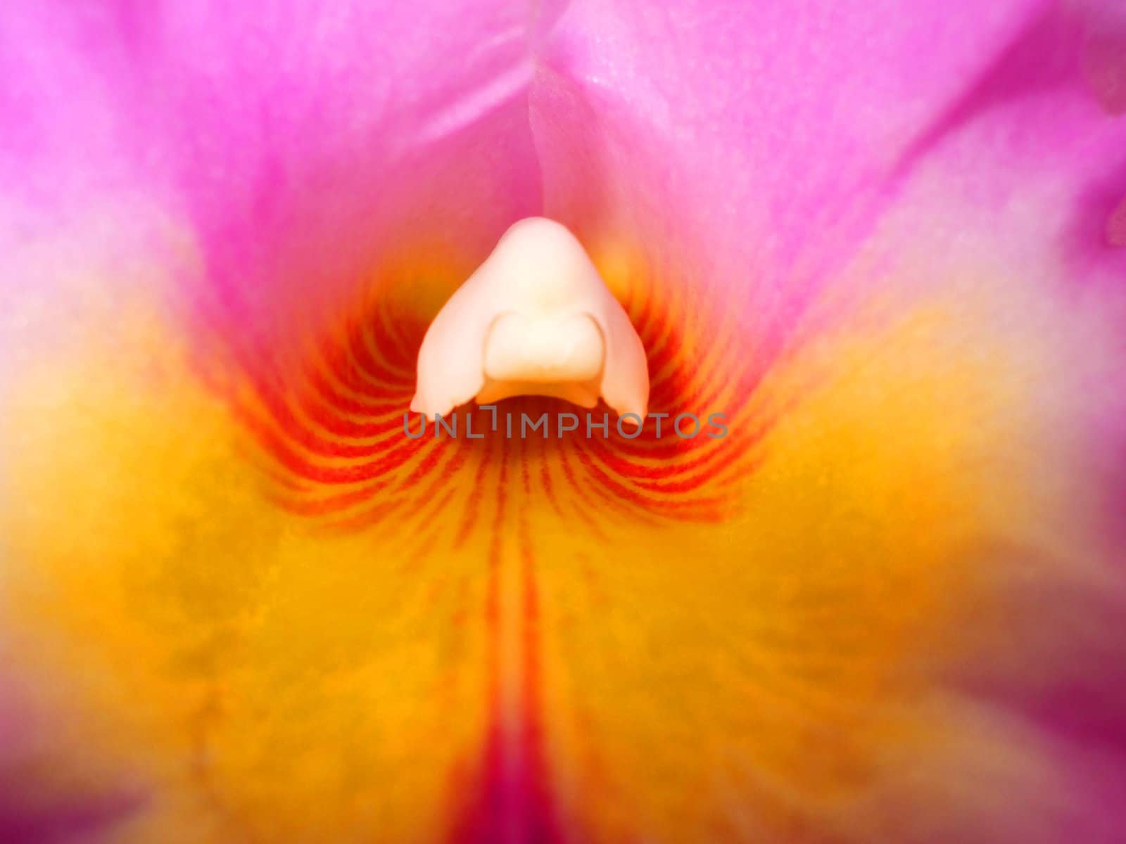 Close up of the pink orchid flower.