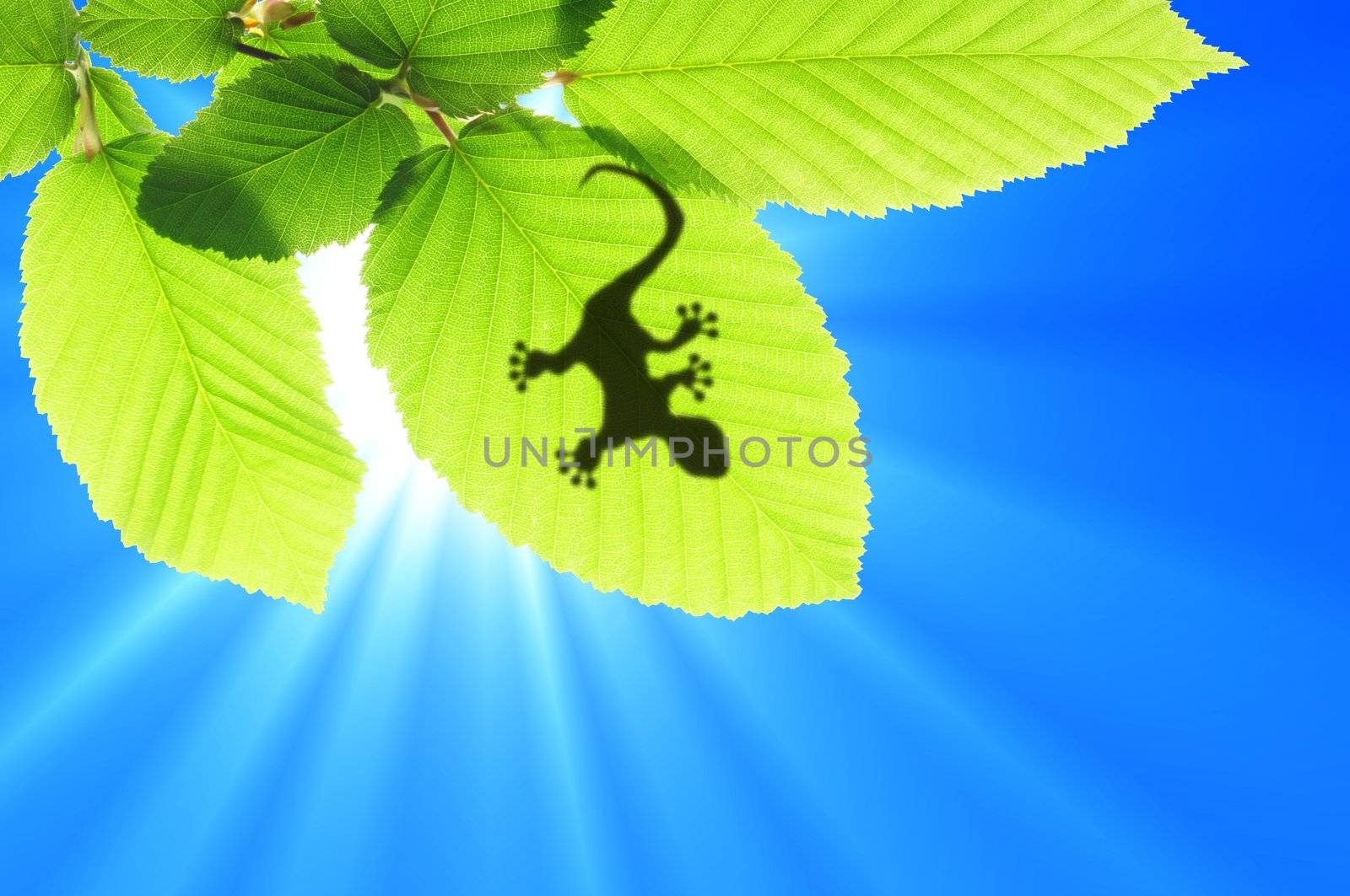 gecko shadow on green leaf texture showing nature concept with copyspace