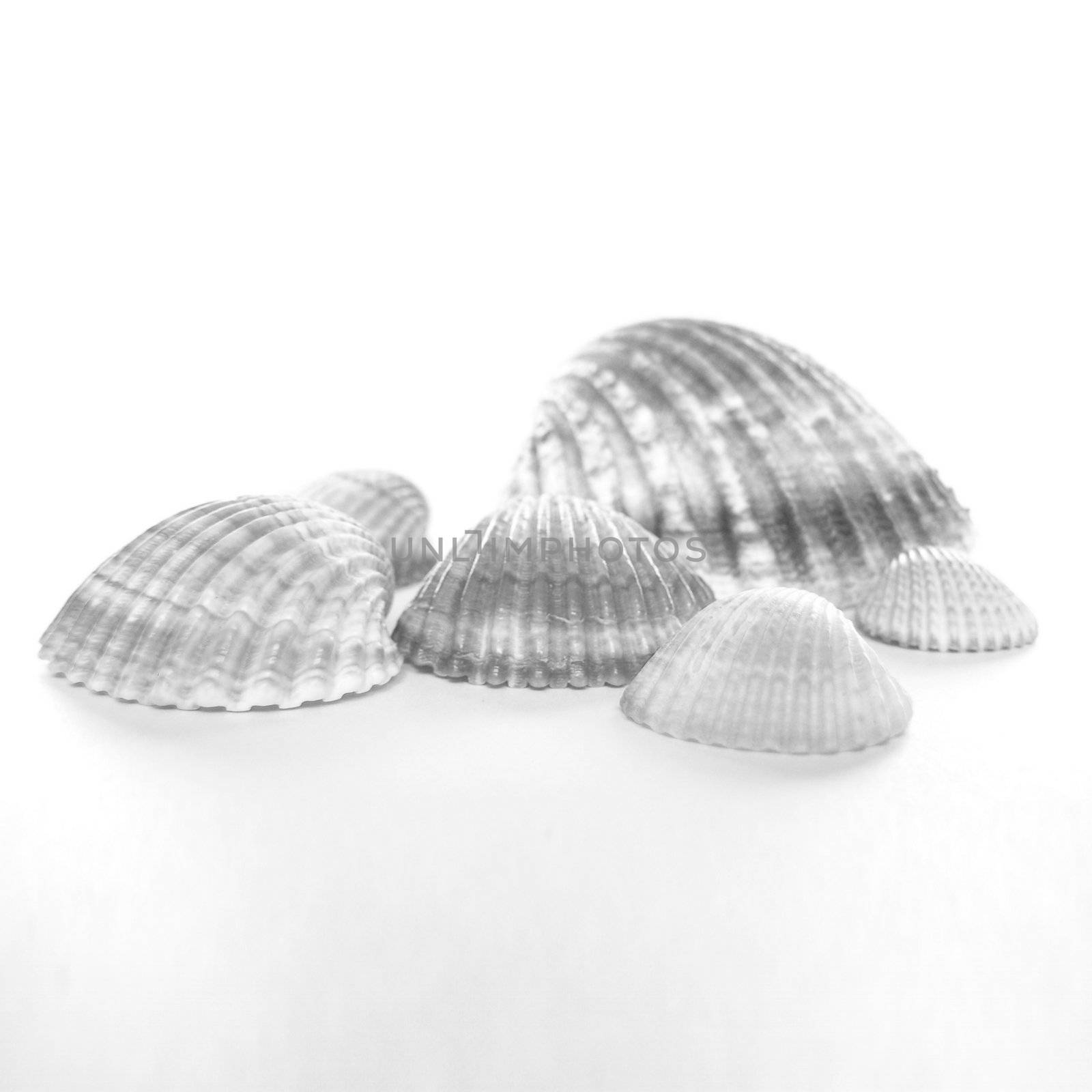 Isolated sea shell over white background