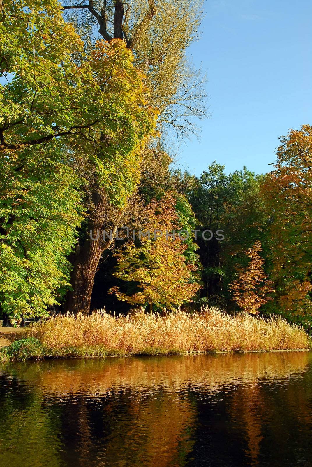 Autumn colors by Vectorex