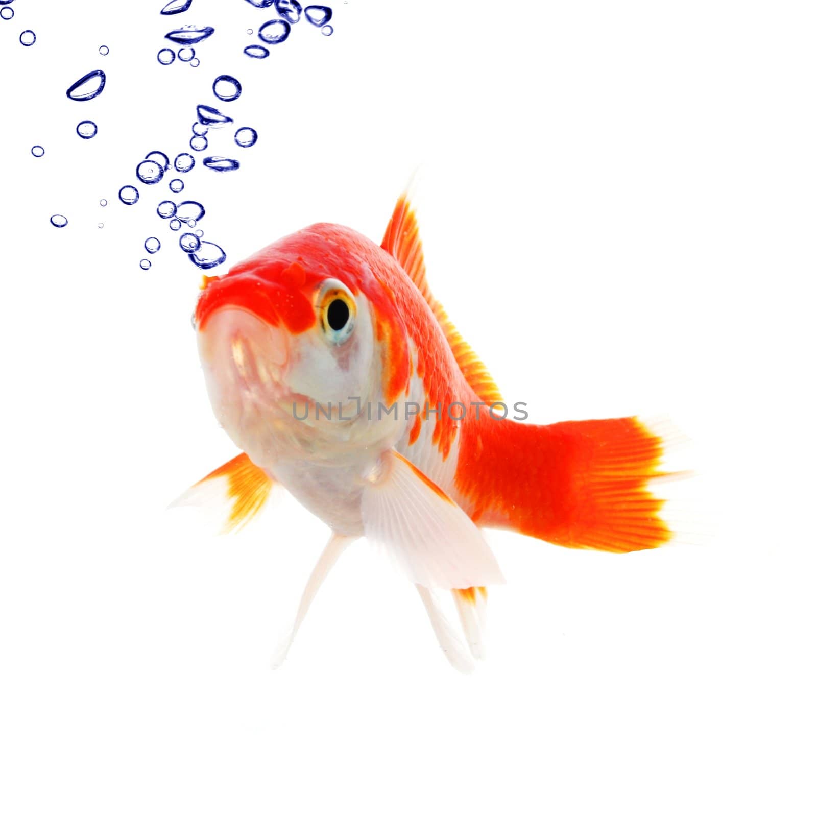 goldfish in water with bubbles showing animal concept