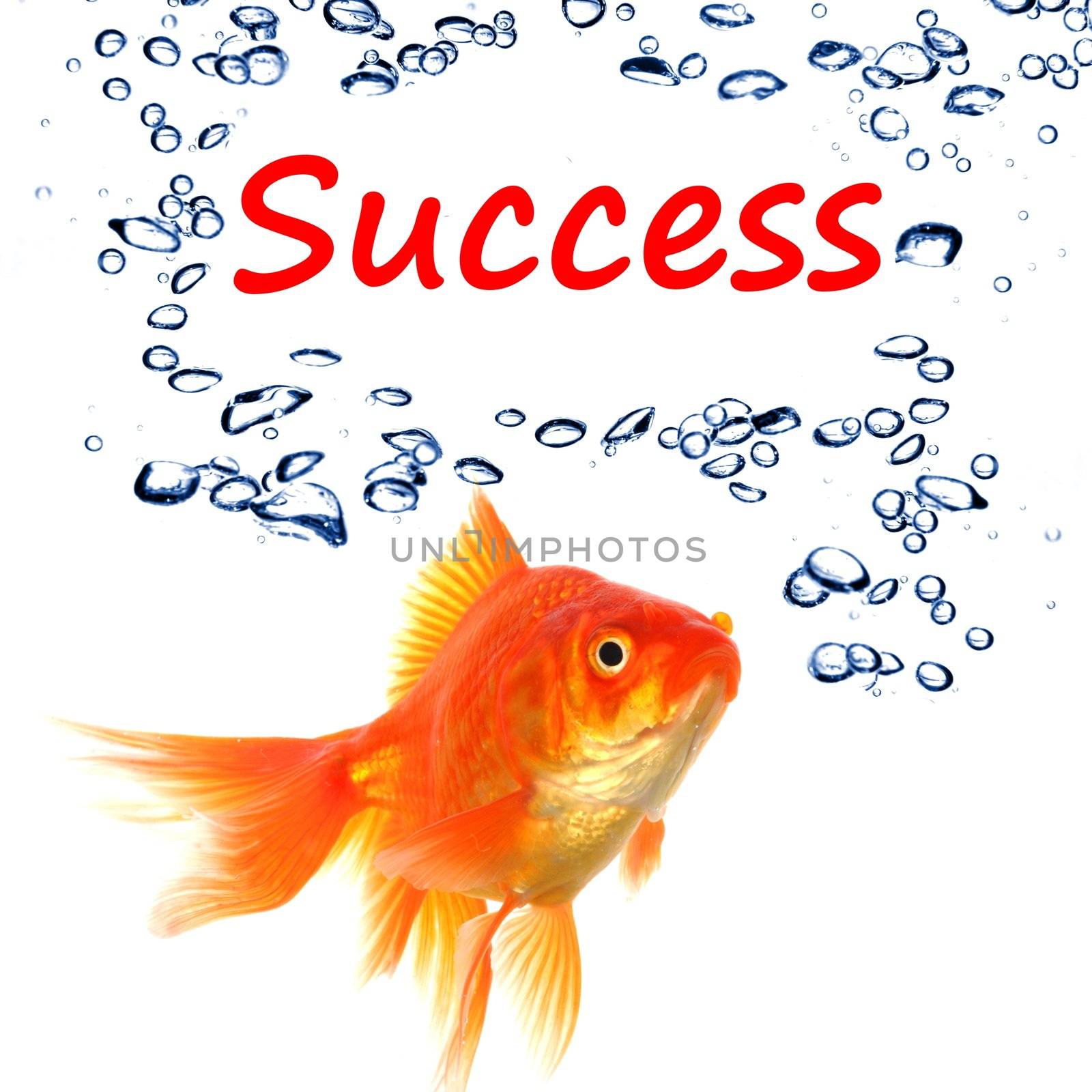 goldfish and word success showing business finance or growth concept