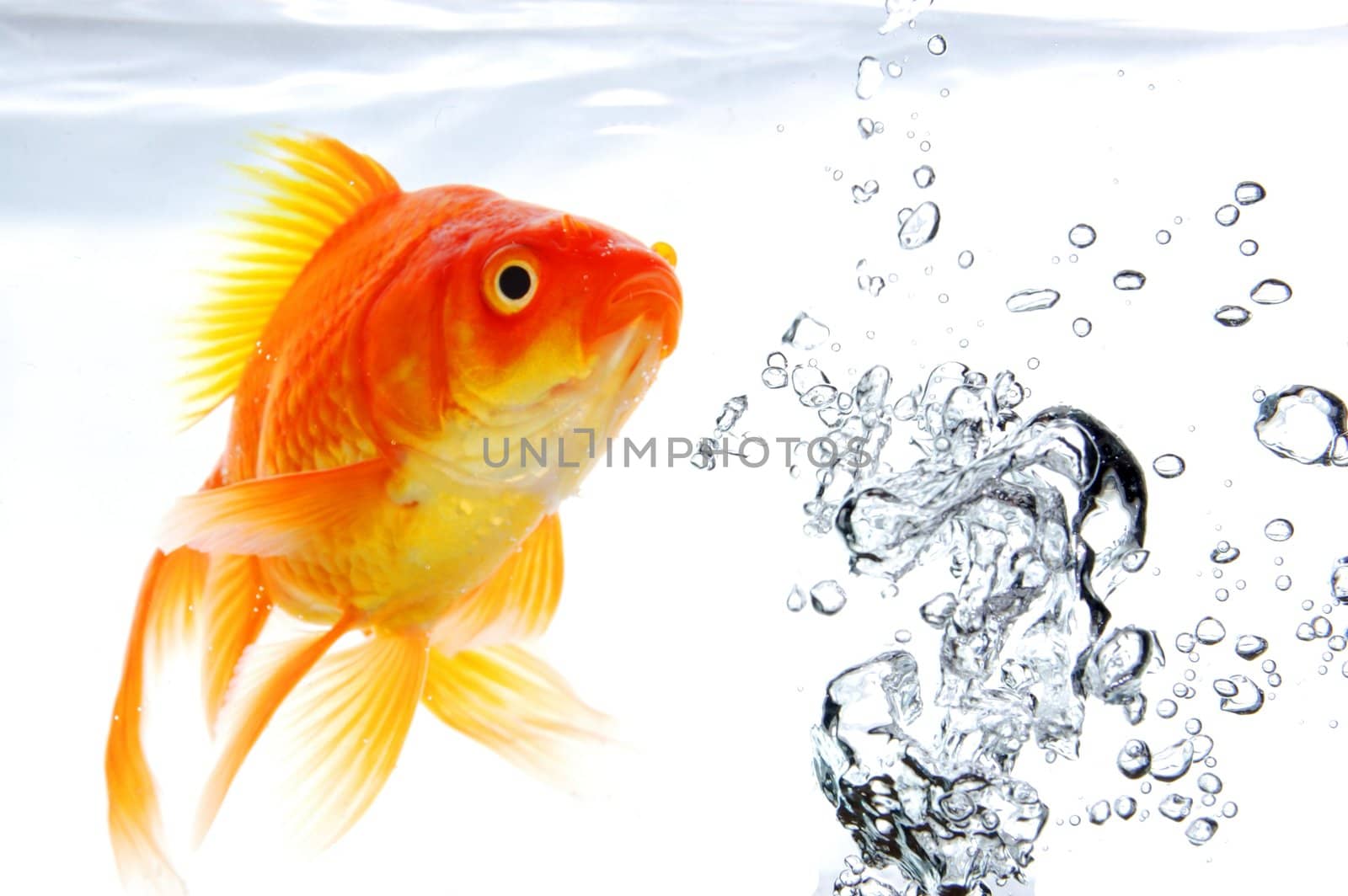 goldfish under water with bubbles and copyspace on white