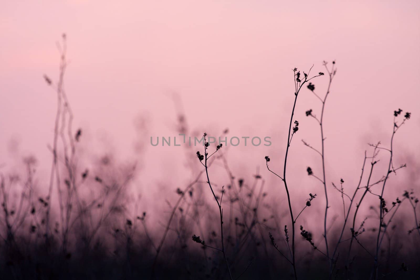 Dry plant silhouettes on a field in twilight