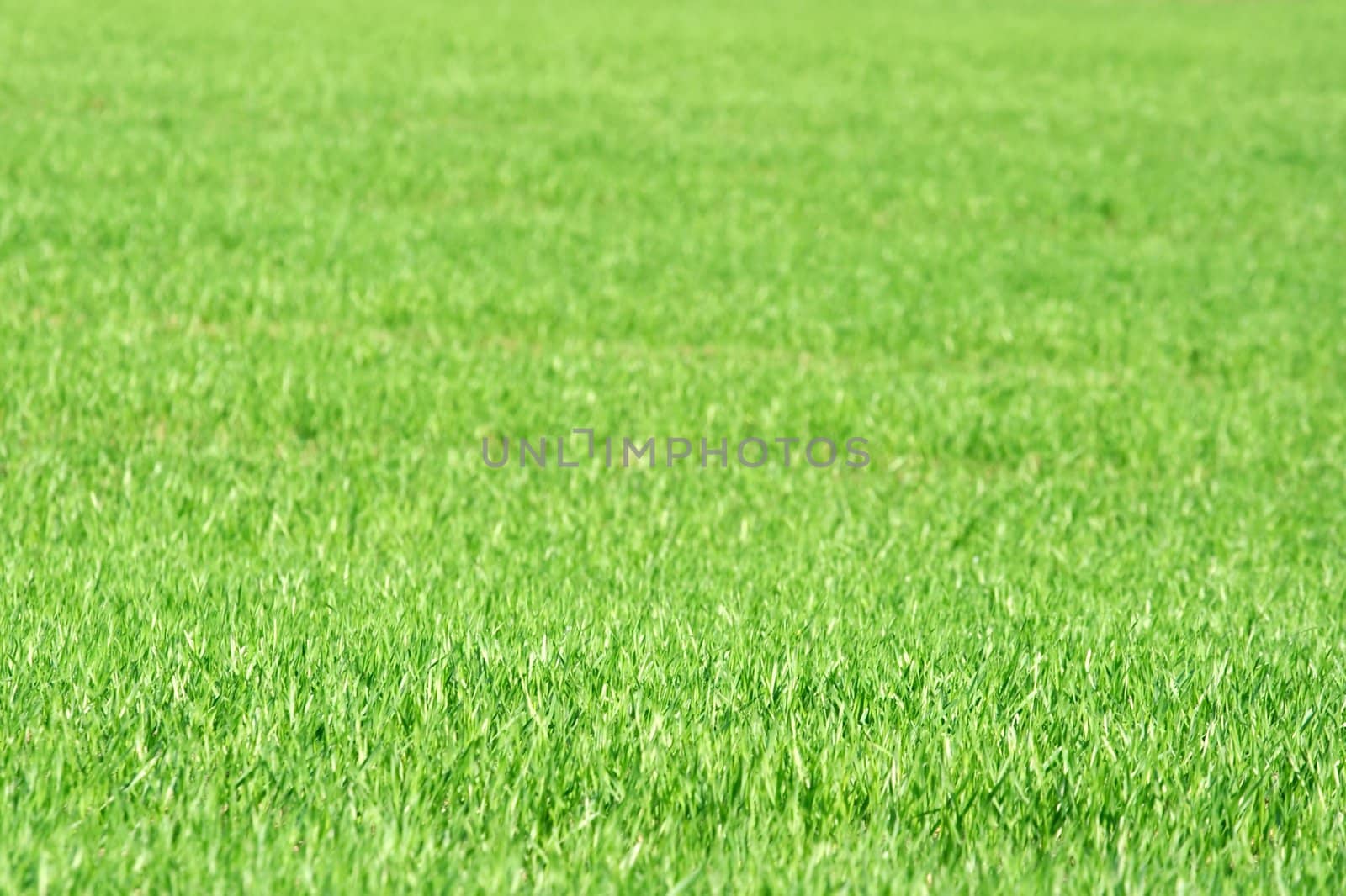 Bright green grass background, shallow DoF