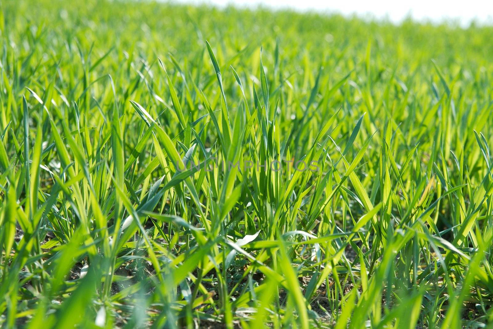 Closeup of small plants on a field