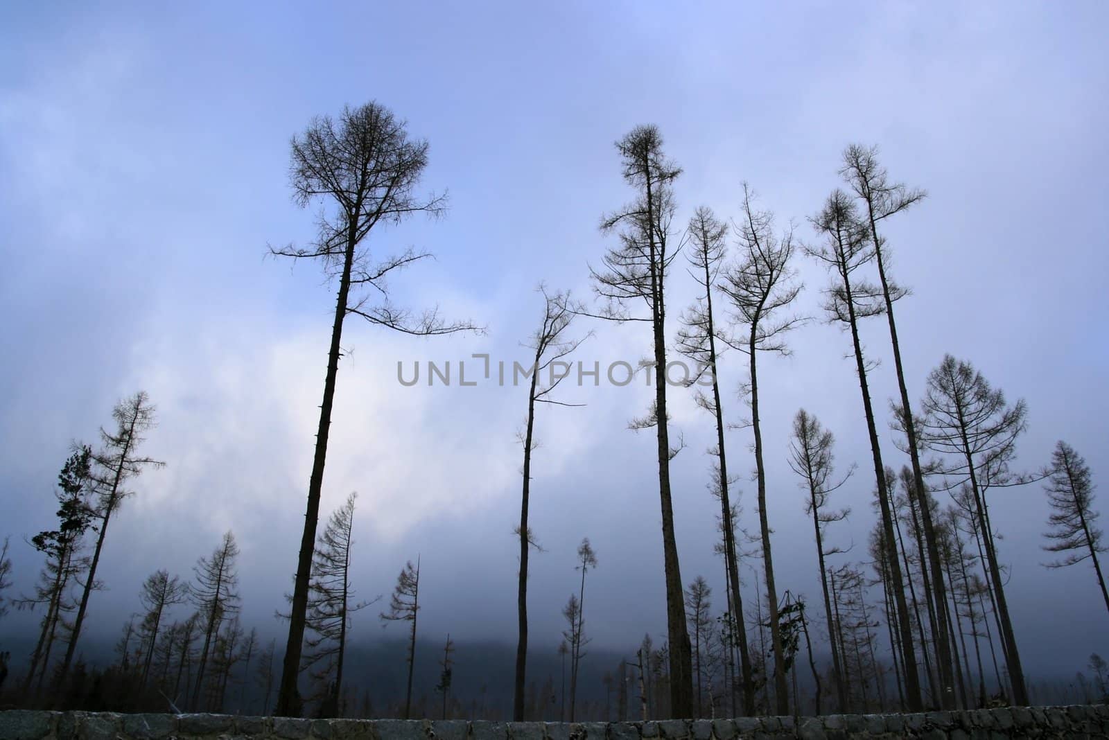 Tall trees killed by a storm