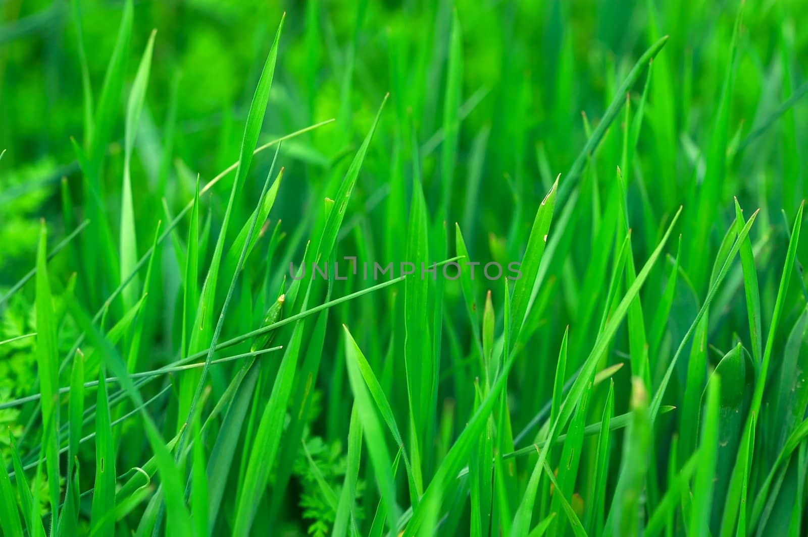 Grass by Gudella