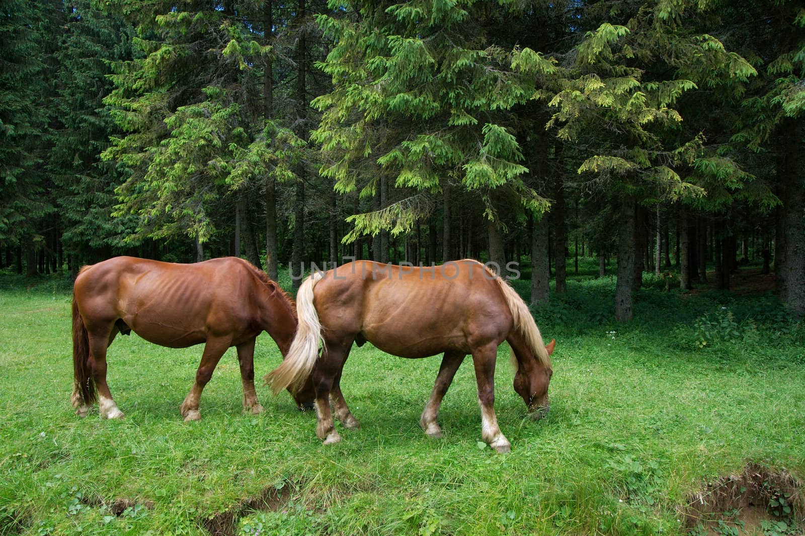 Horses grazing next to the forest