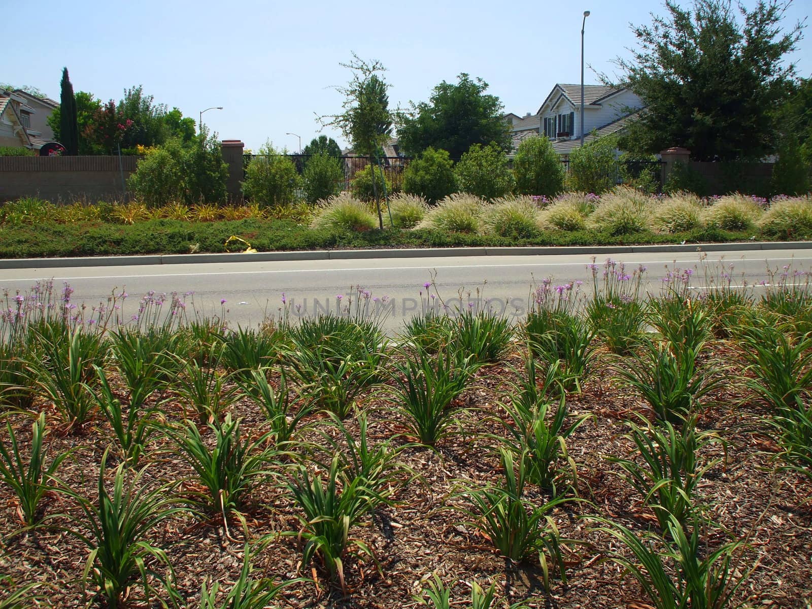 Roadside planting next to the road on a sunny day.