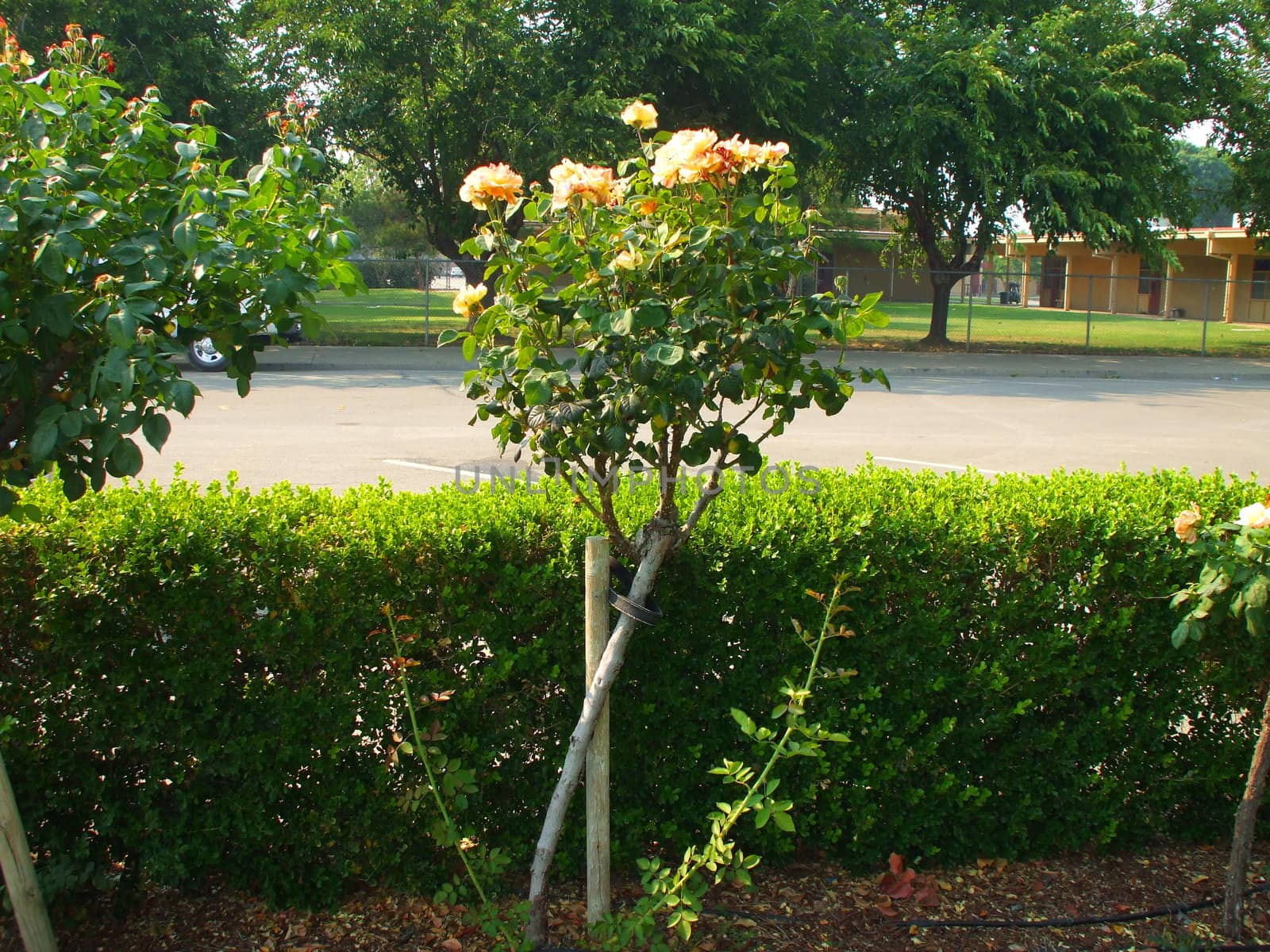 Rose flowers on a sunny day.