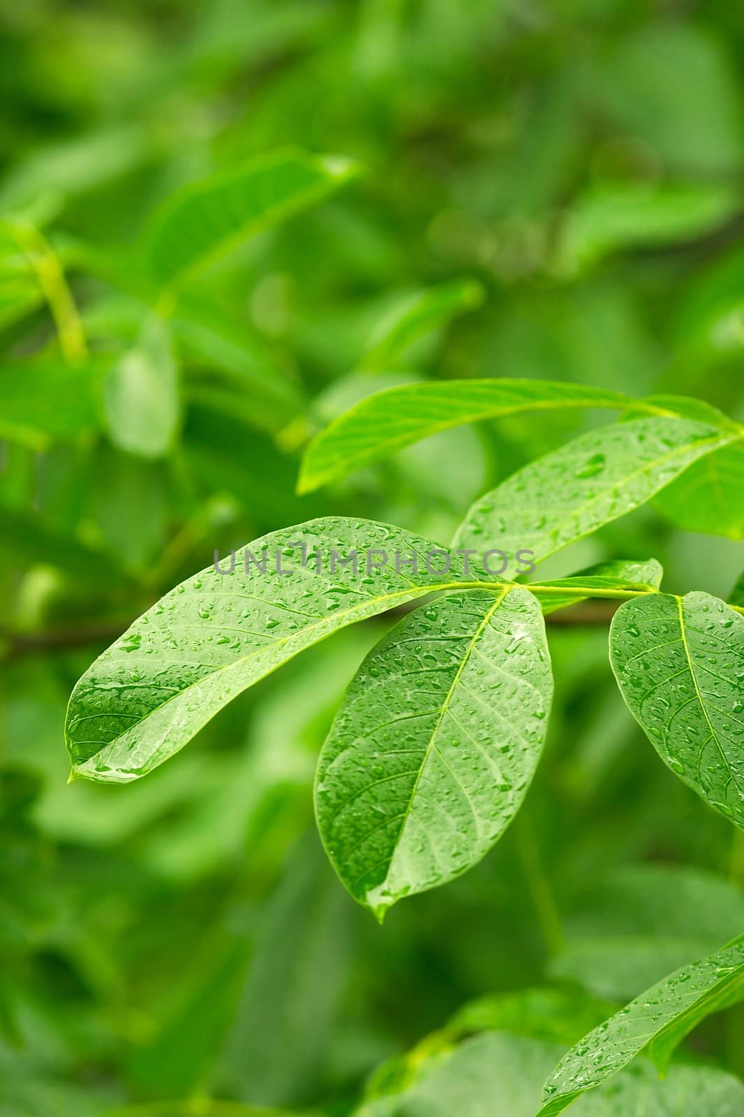Wet leaves by Gudella