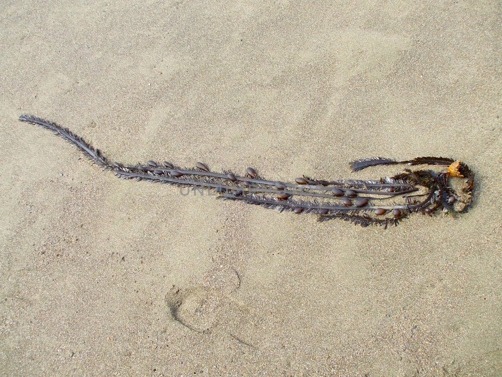 Close up of a sea kelp on a shore.