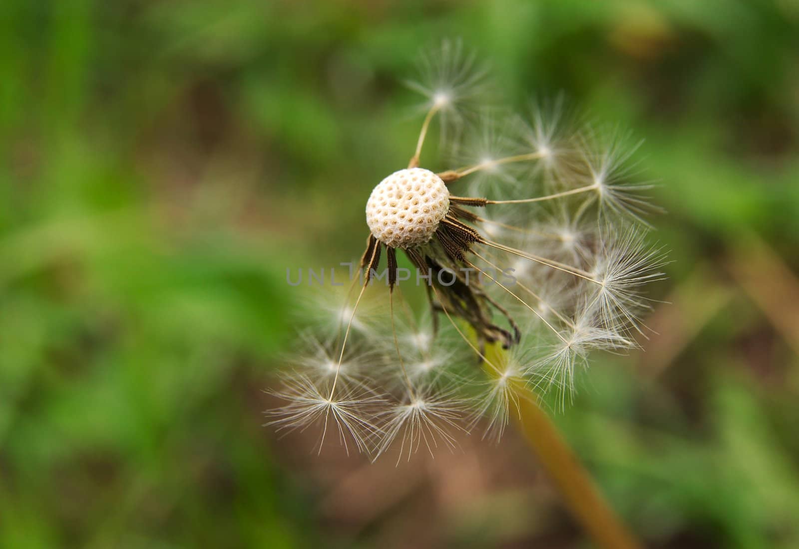 closeup of a half blown dandelion