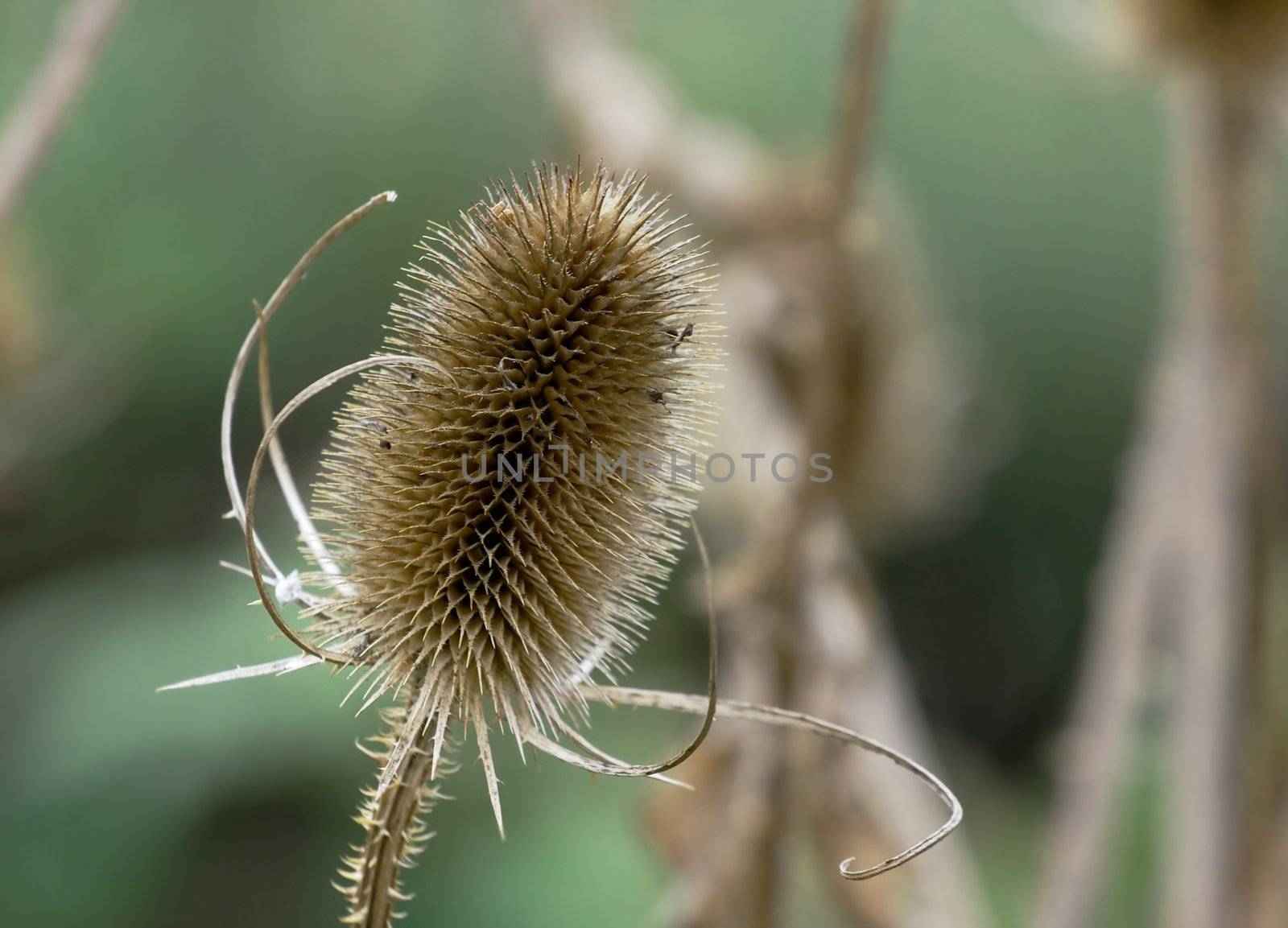 Spiky plant closeup