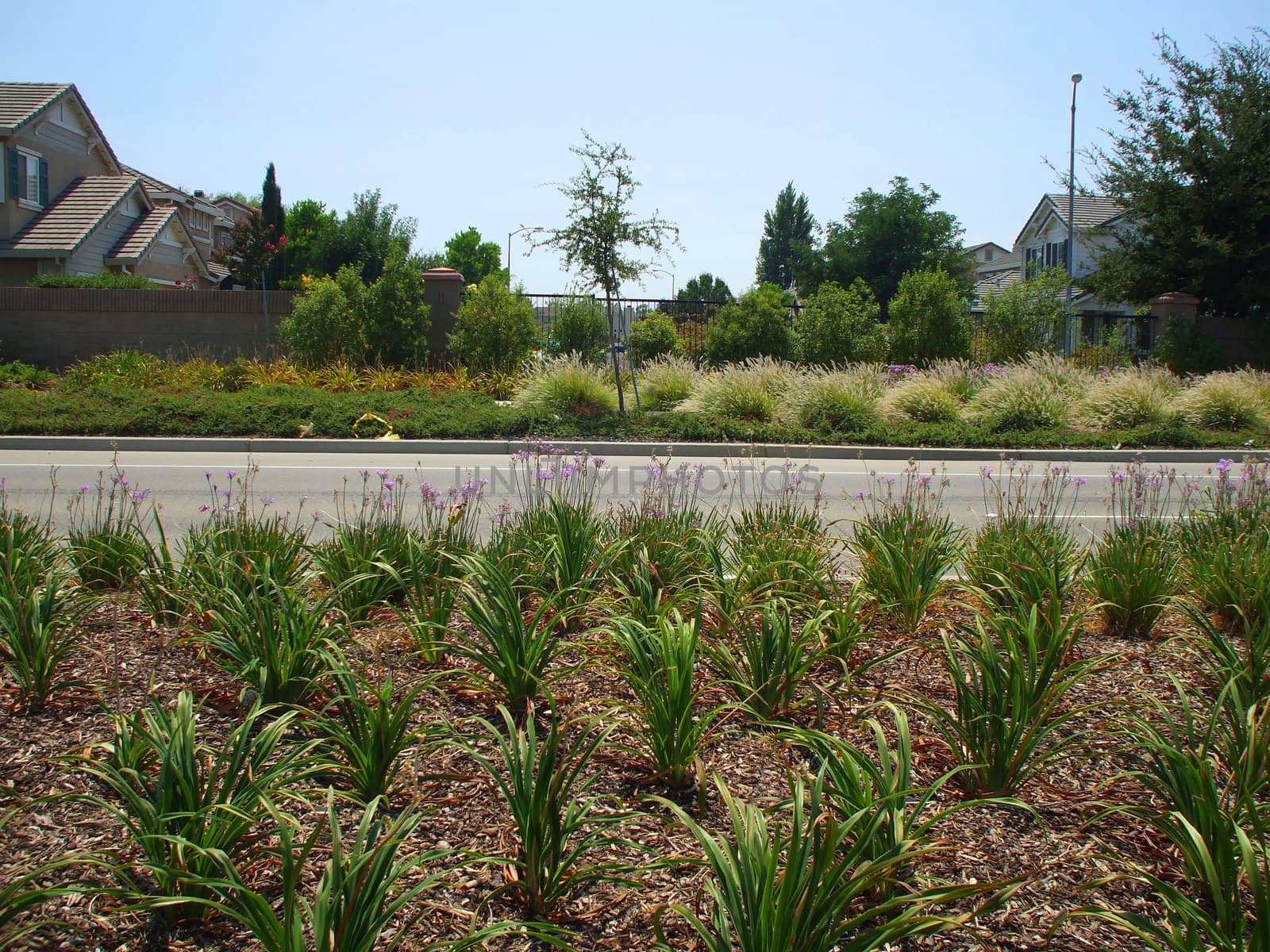 Roadside planting next to the road on a sunny day.