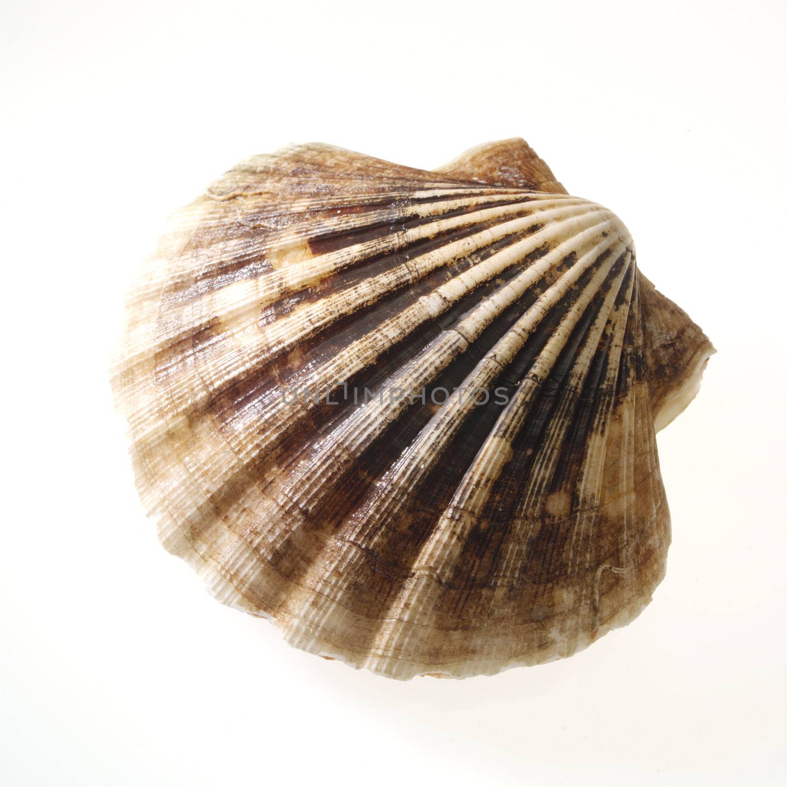 beautiful shell