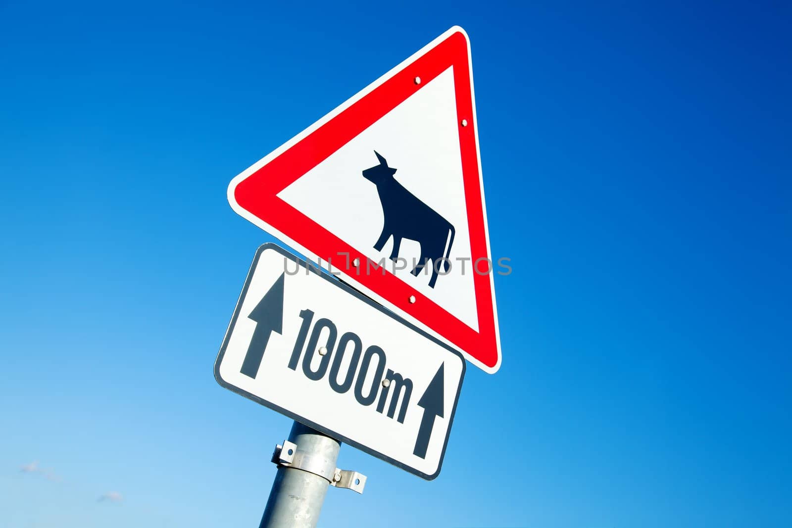 Warning traffic sign show cows