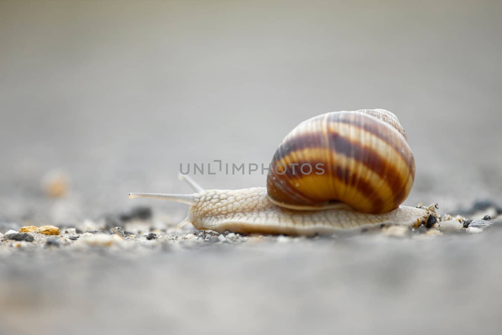 Snail by Gudella