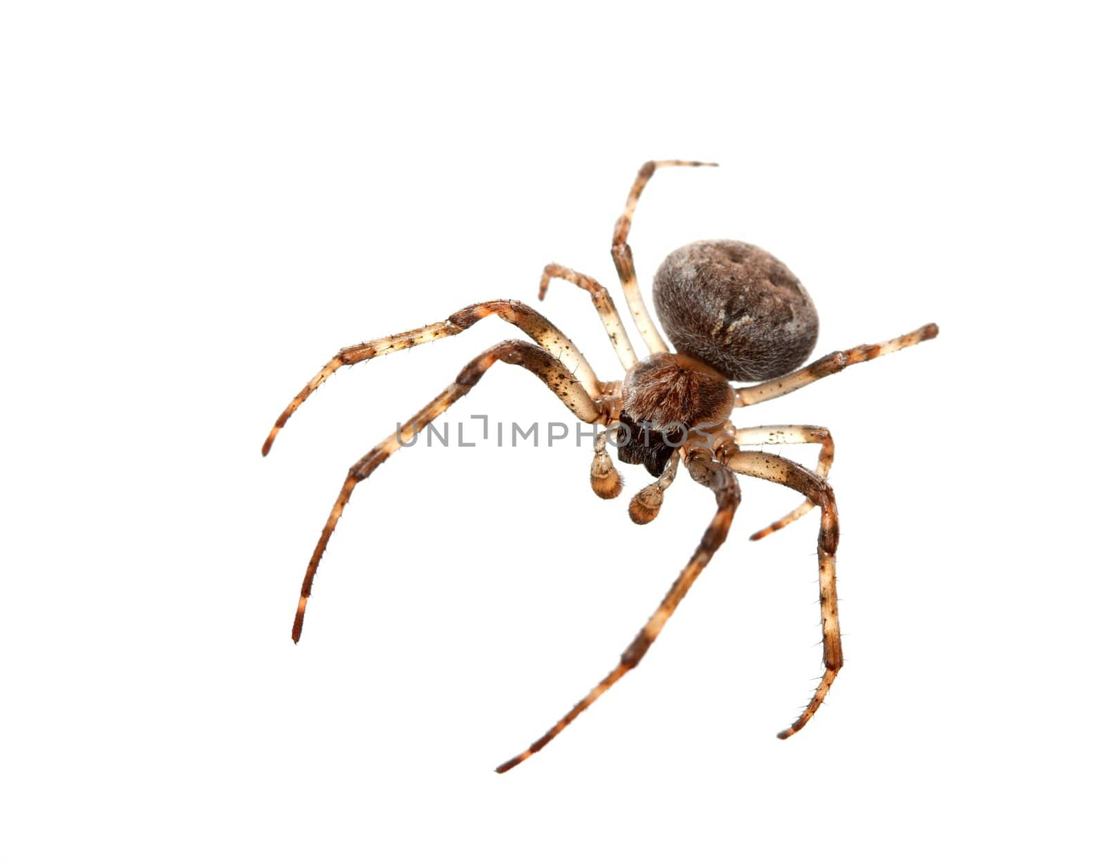 Cross spider isolated on white background