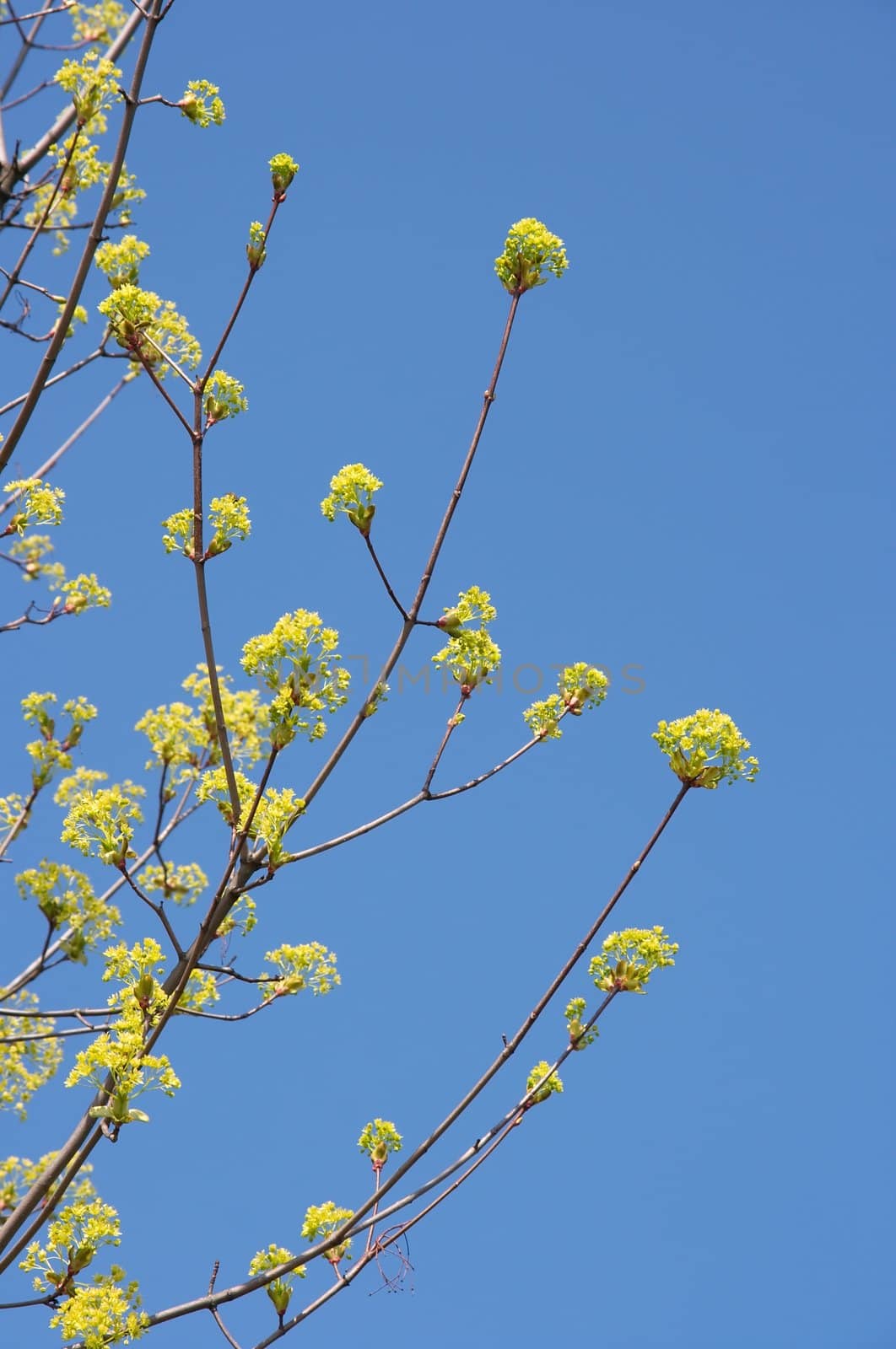 Spring flowers on tree branches