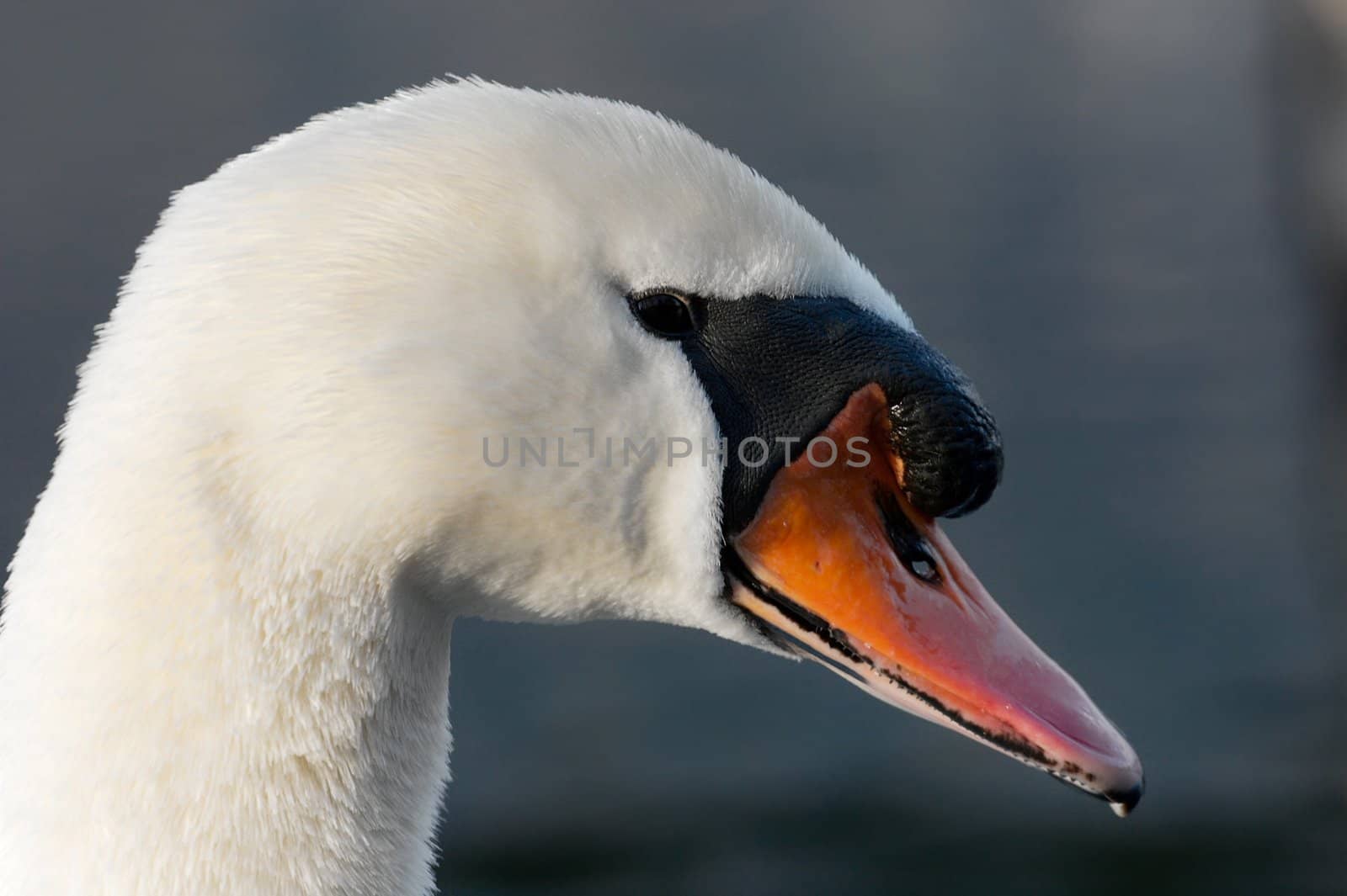 Closeup portrait if a white swan