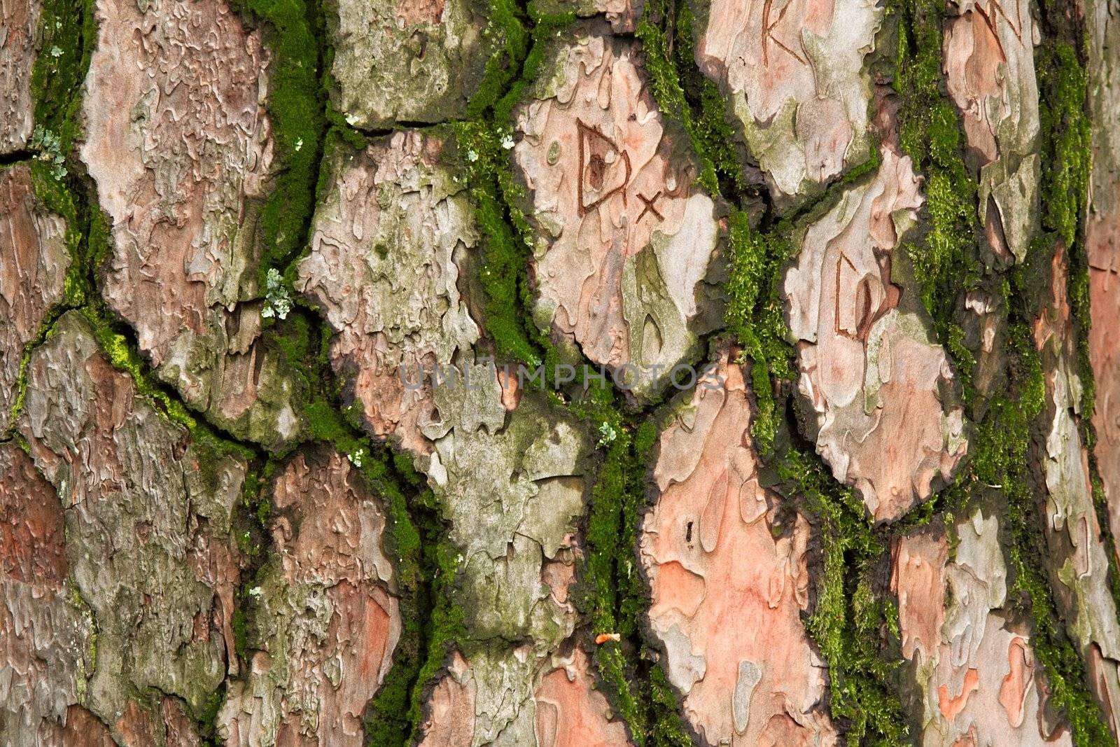 Tree bark texture close-up