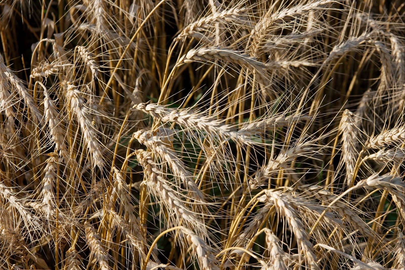Closeup of a golden wheat field