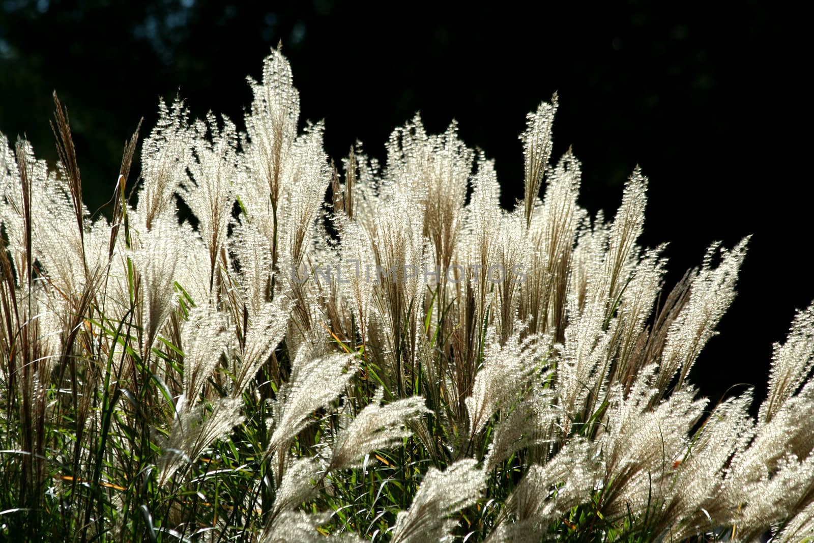 A Backlit tall grassy plant