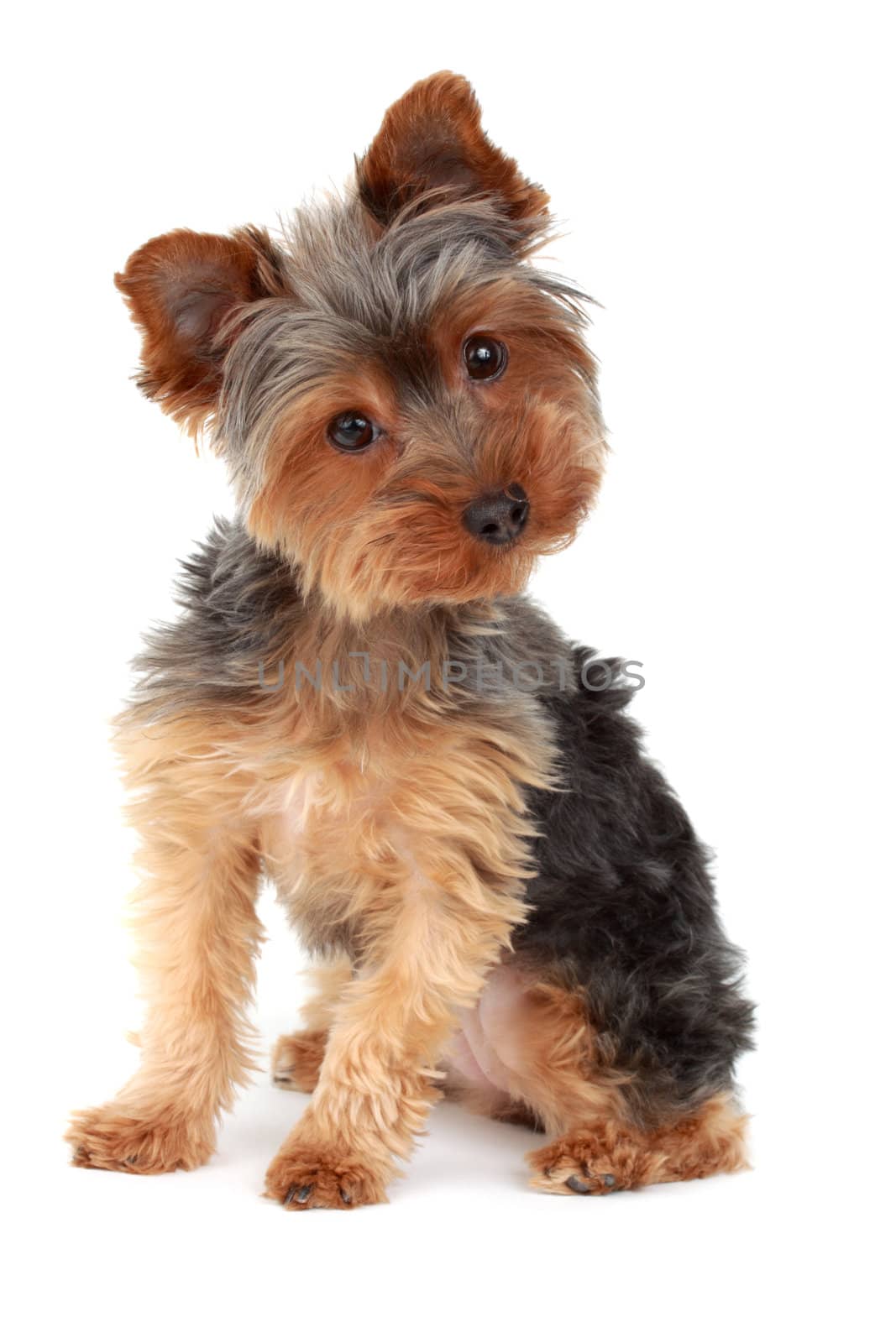 yorkshire terrier by lanalanglois