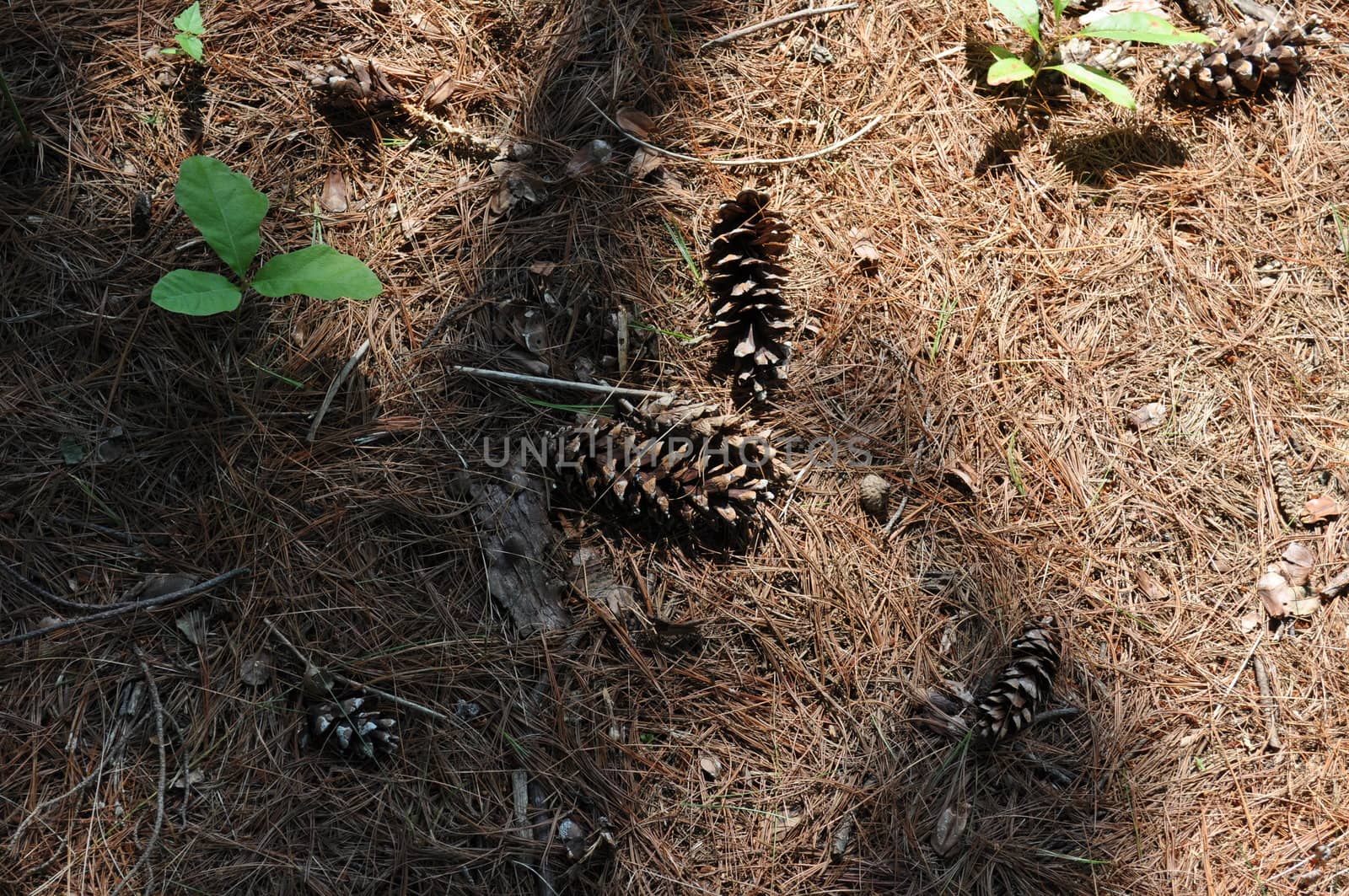 Pine Cone Background by RefocusPhoto