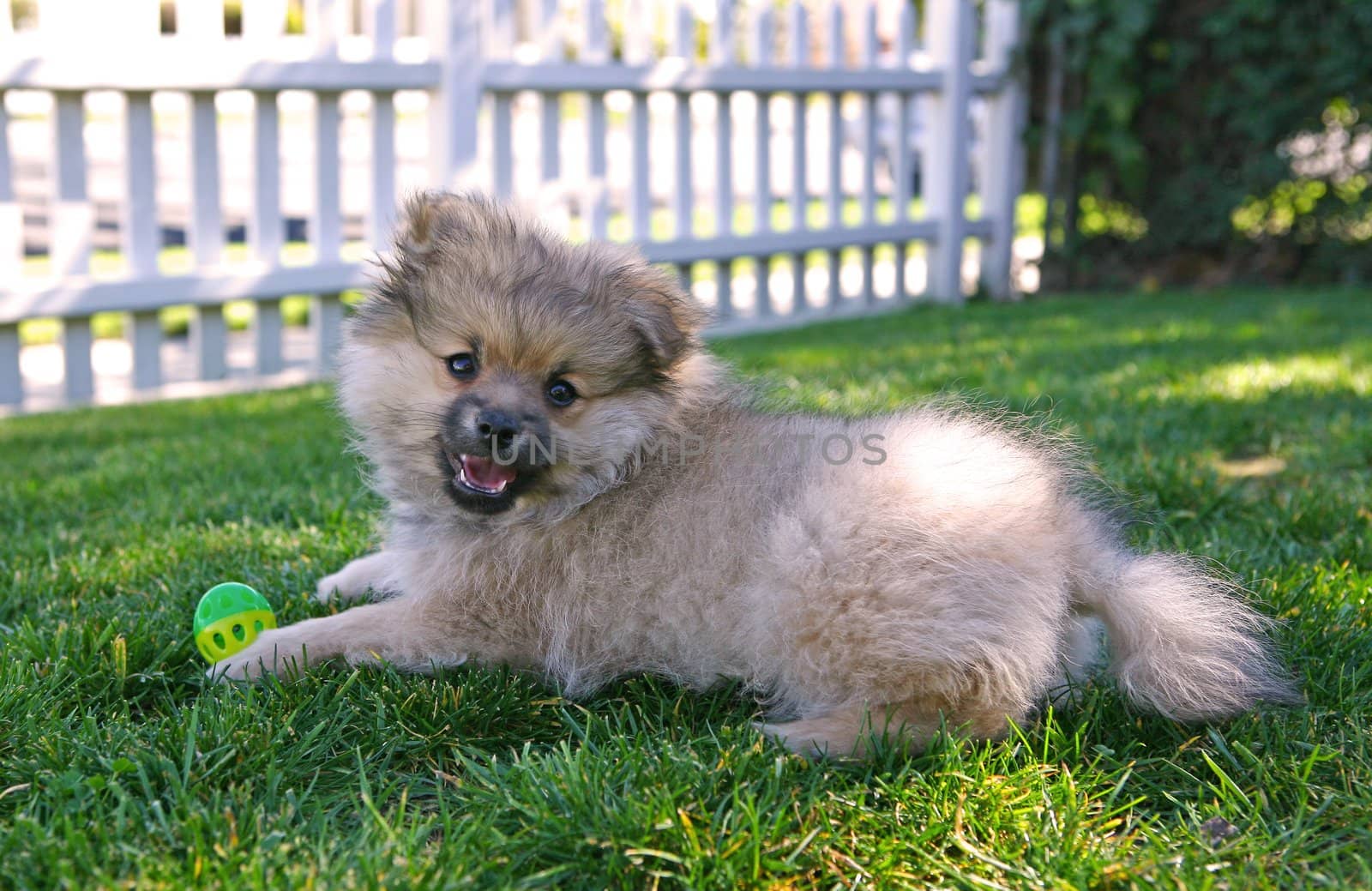 Cute Puppy Pomeranian Dog Playing Outdoors in the Shade on Grass