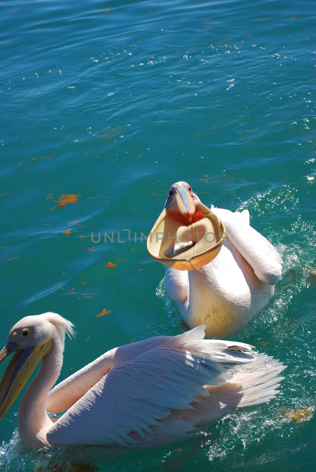 A close shot of a pelican eating fish against a blue water
