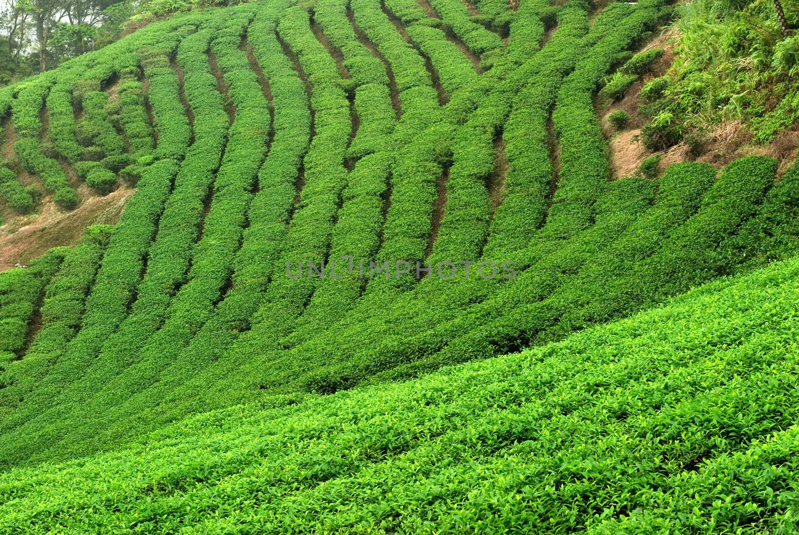 It is a green fresh tea leaf farm.