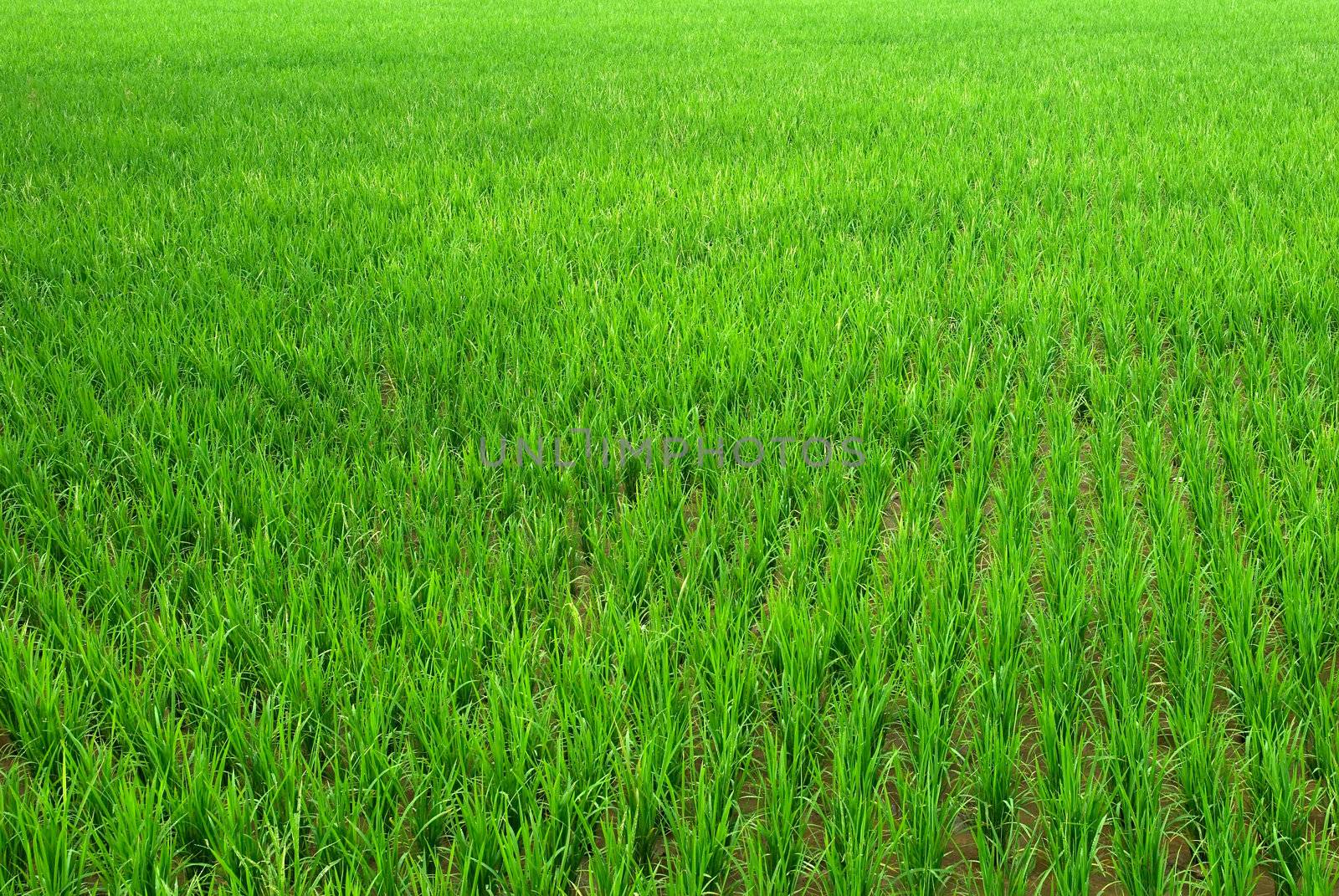 It is a green new rice land background.