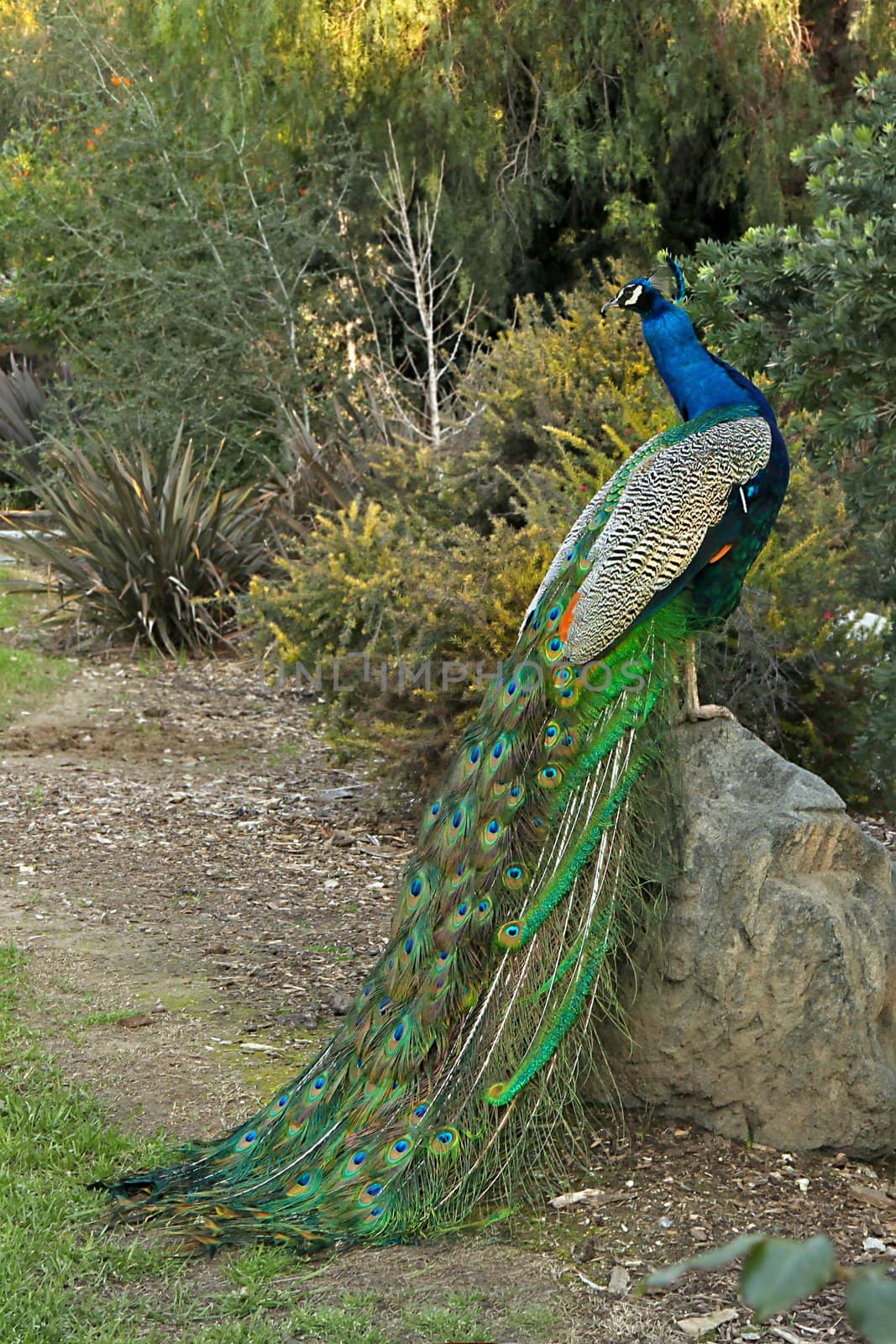 Peacock Male Bird Posing on a Rock