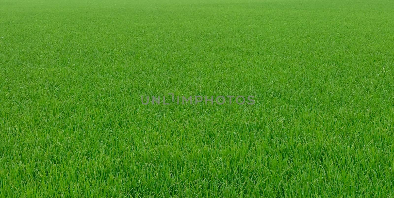 It is a green new rice land background.