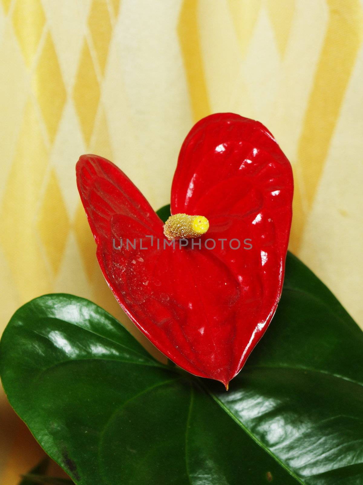 Red anthurium flower with glossy green leaf