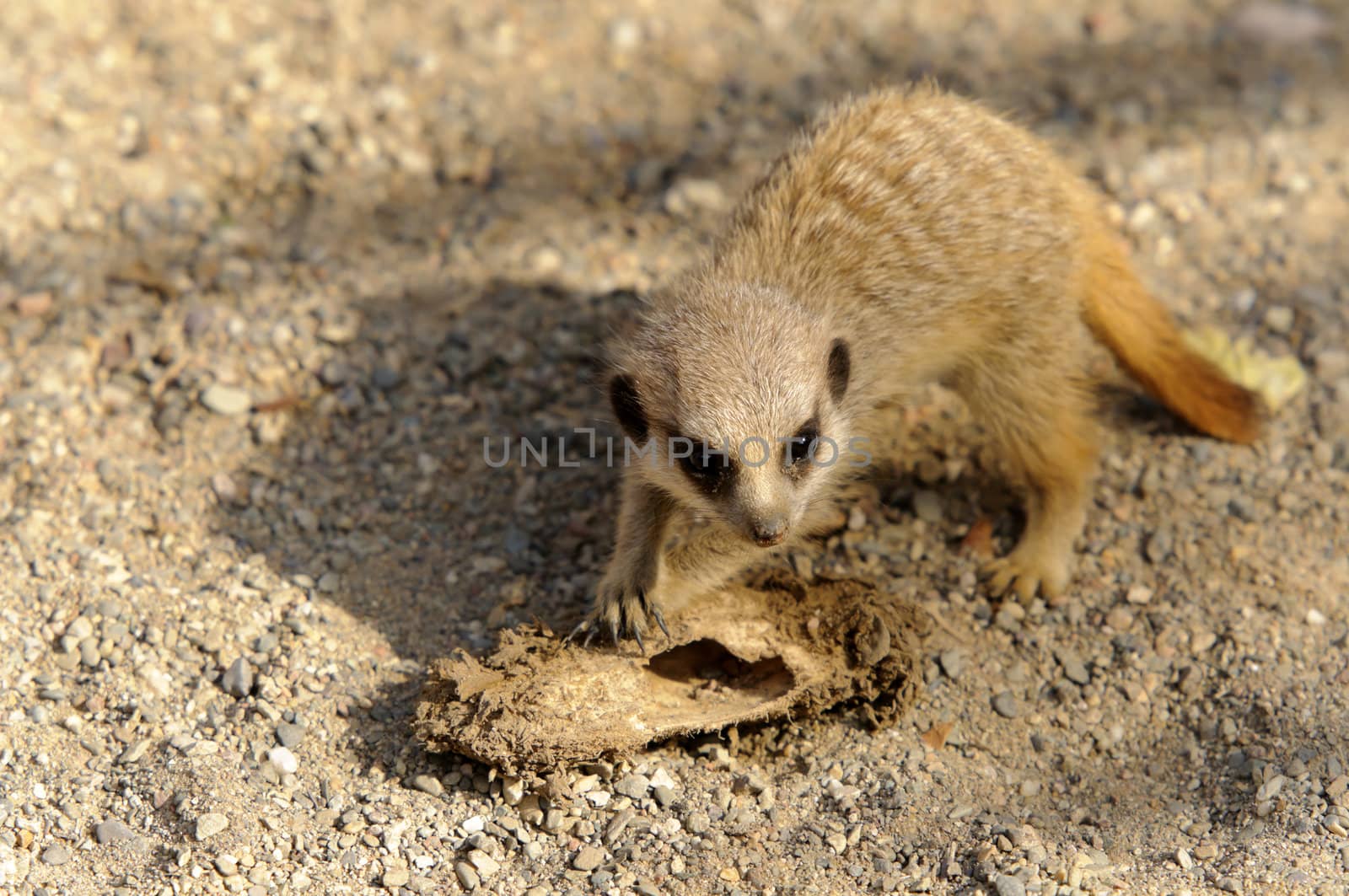 Close up of a Meerkat (suricata suricatta)