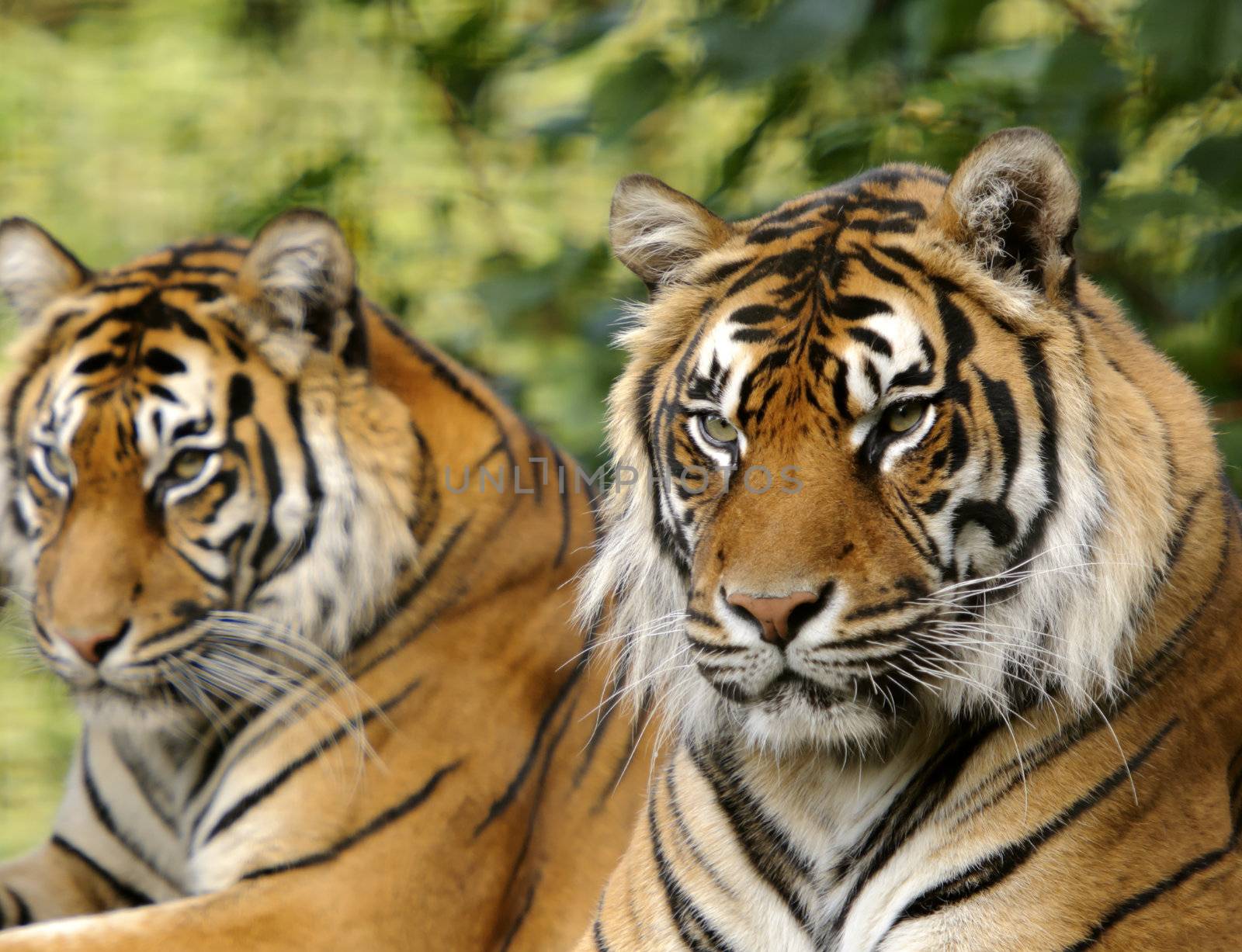 Closeup of Sumatran Tiger (Panthera tigris sumatrae)