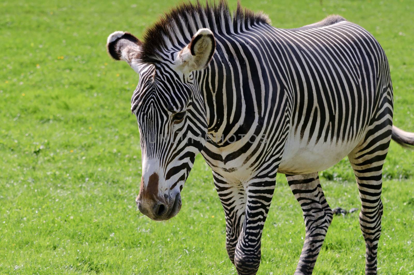 Close up of a Grevys Zebra (Equus grevyi)
