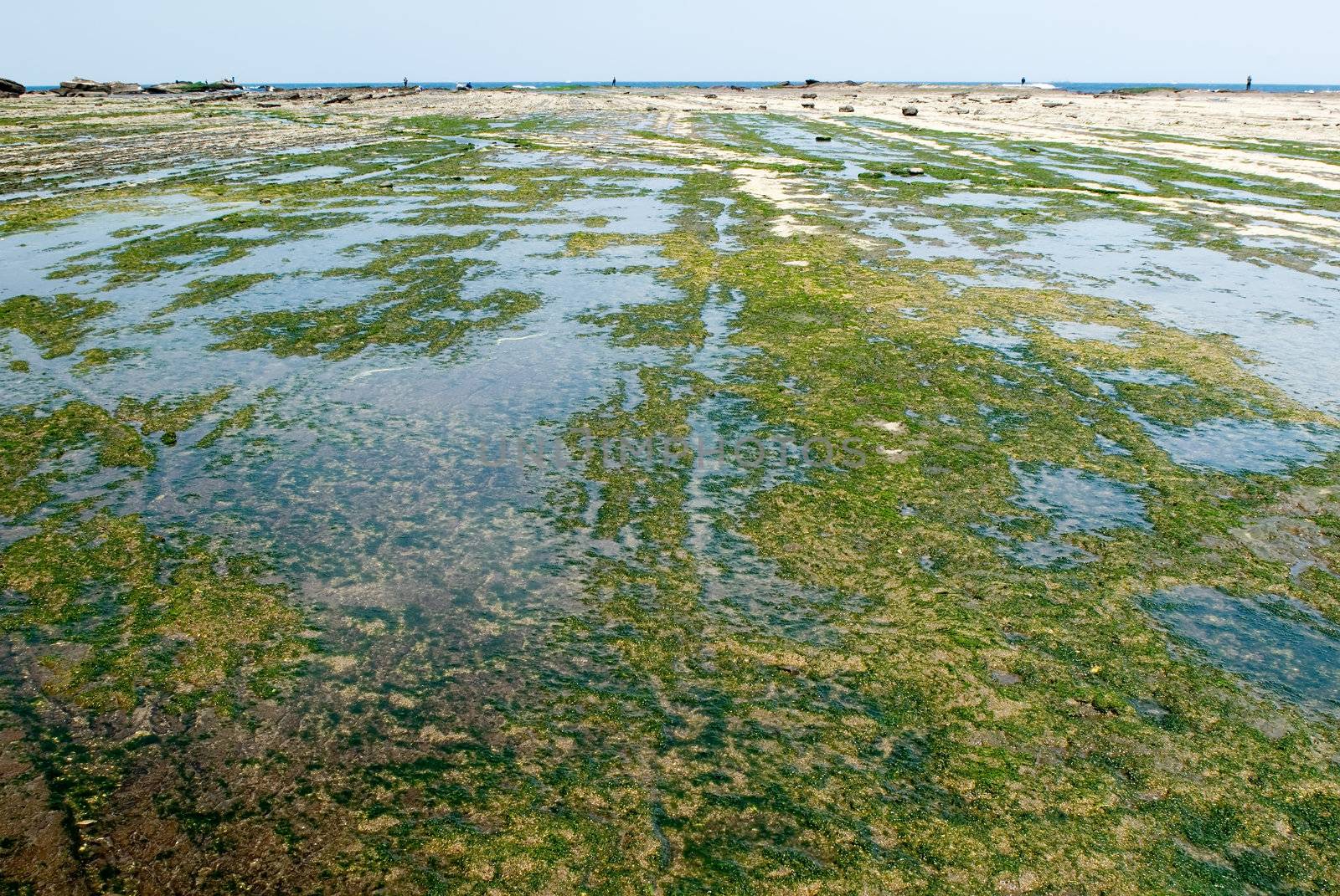 It is a green seaweed rock land.