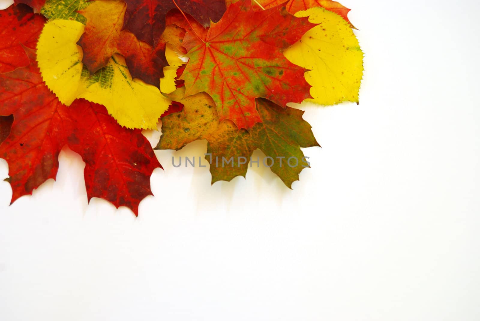 Colored fall leaves on isolated white background