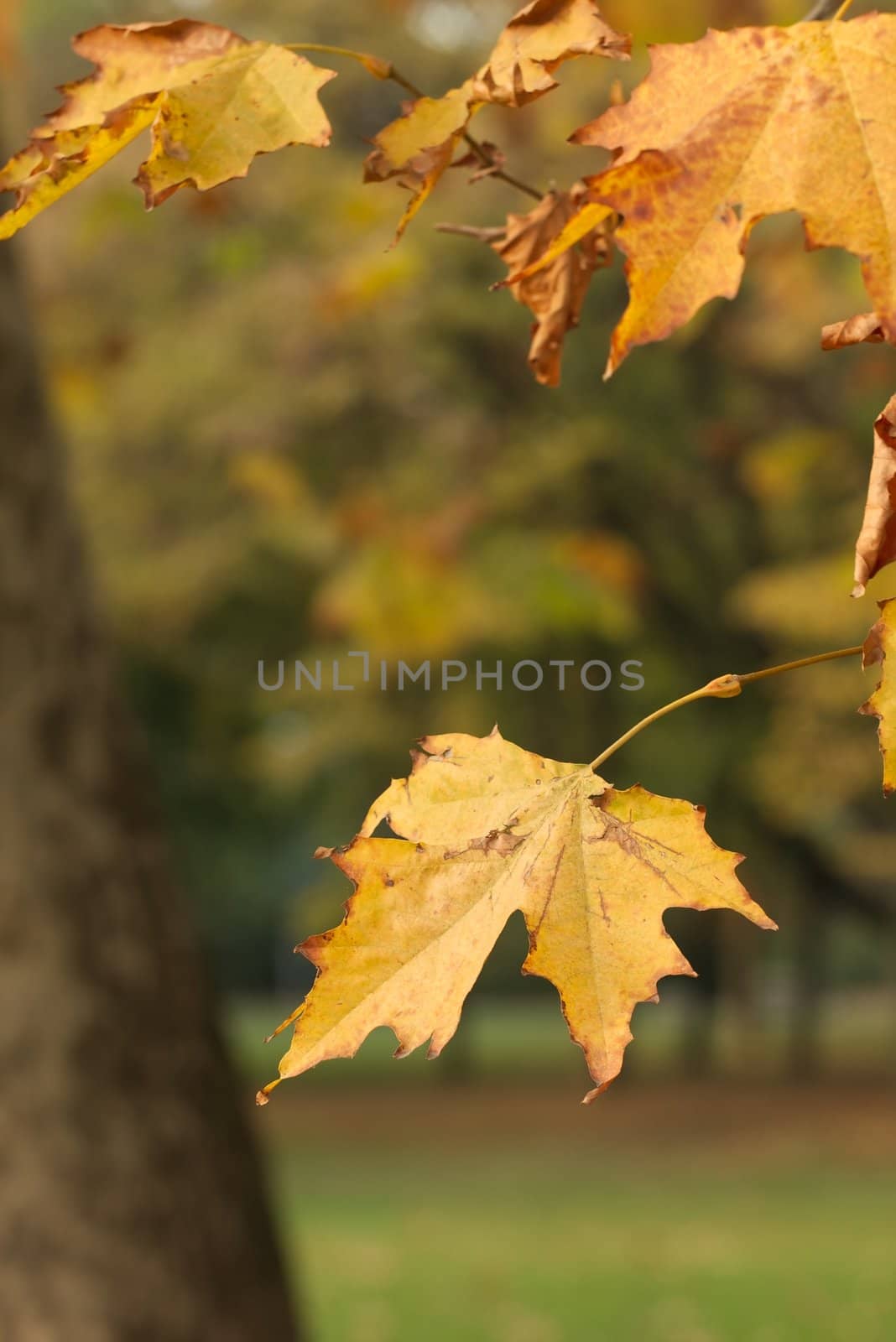 Autumn leaf closeup in a park