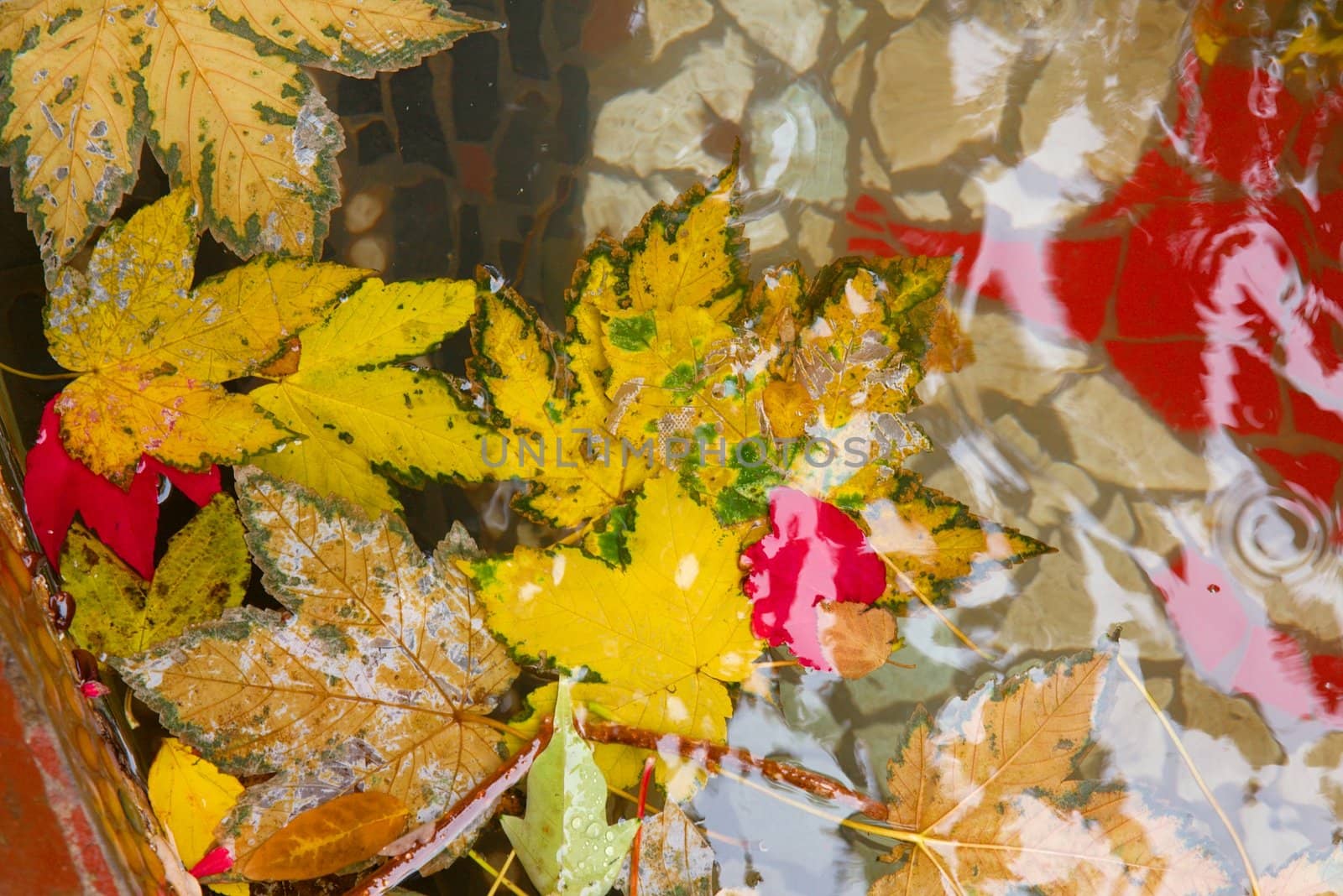 Fallen autumn leaves floating on water