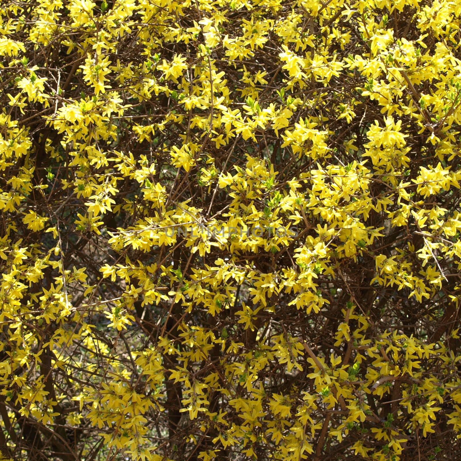 Detail of yellow flowers of a Forsythia tree