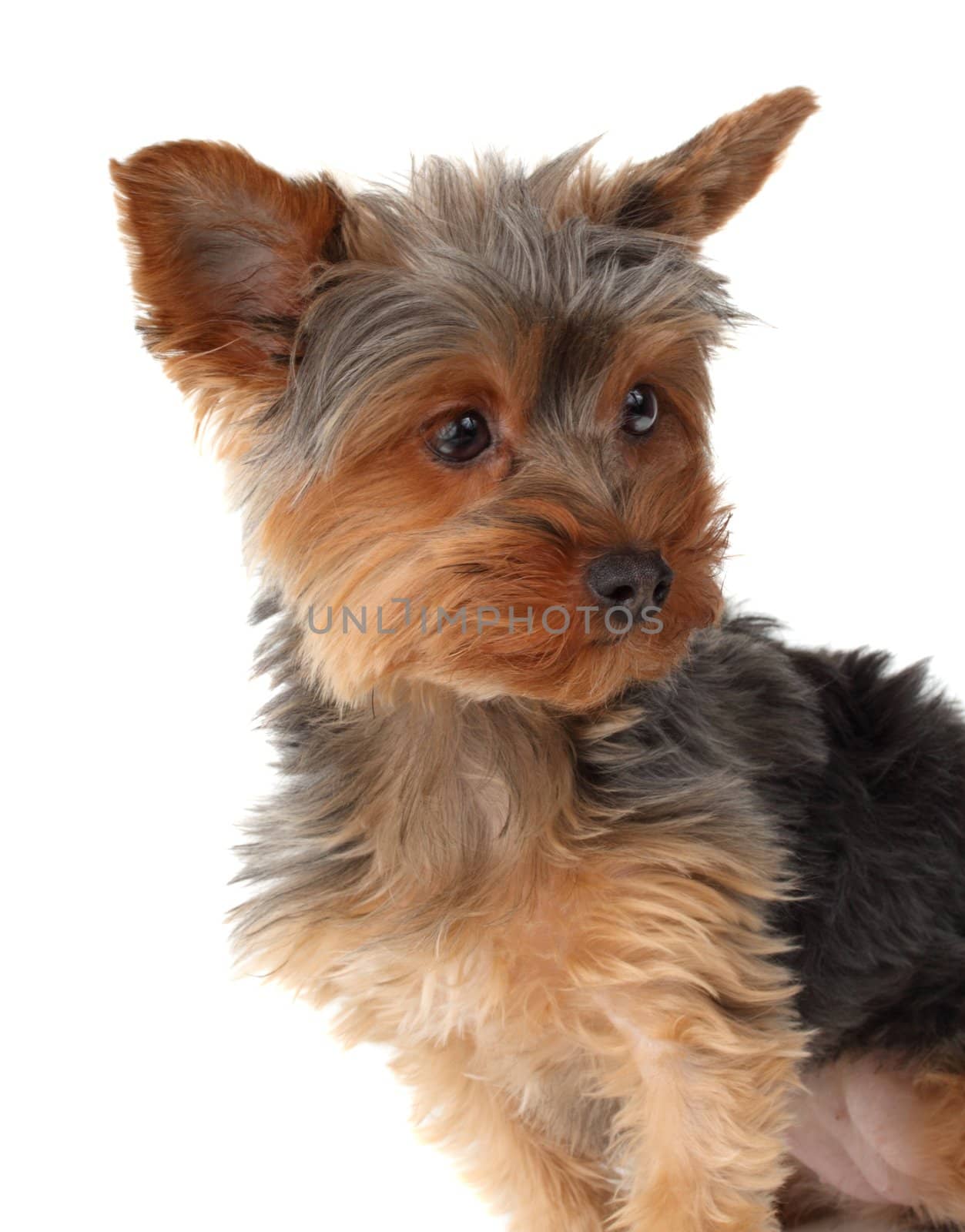cute yorkshire terrier dog, white background
