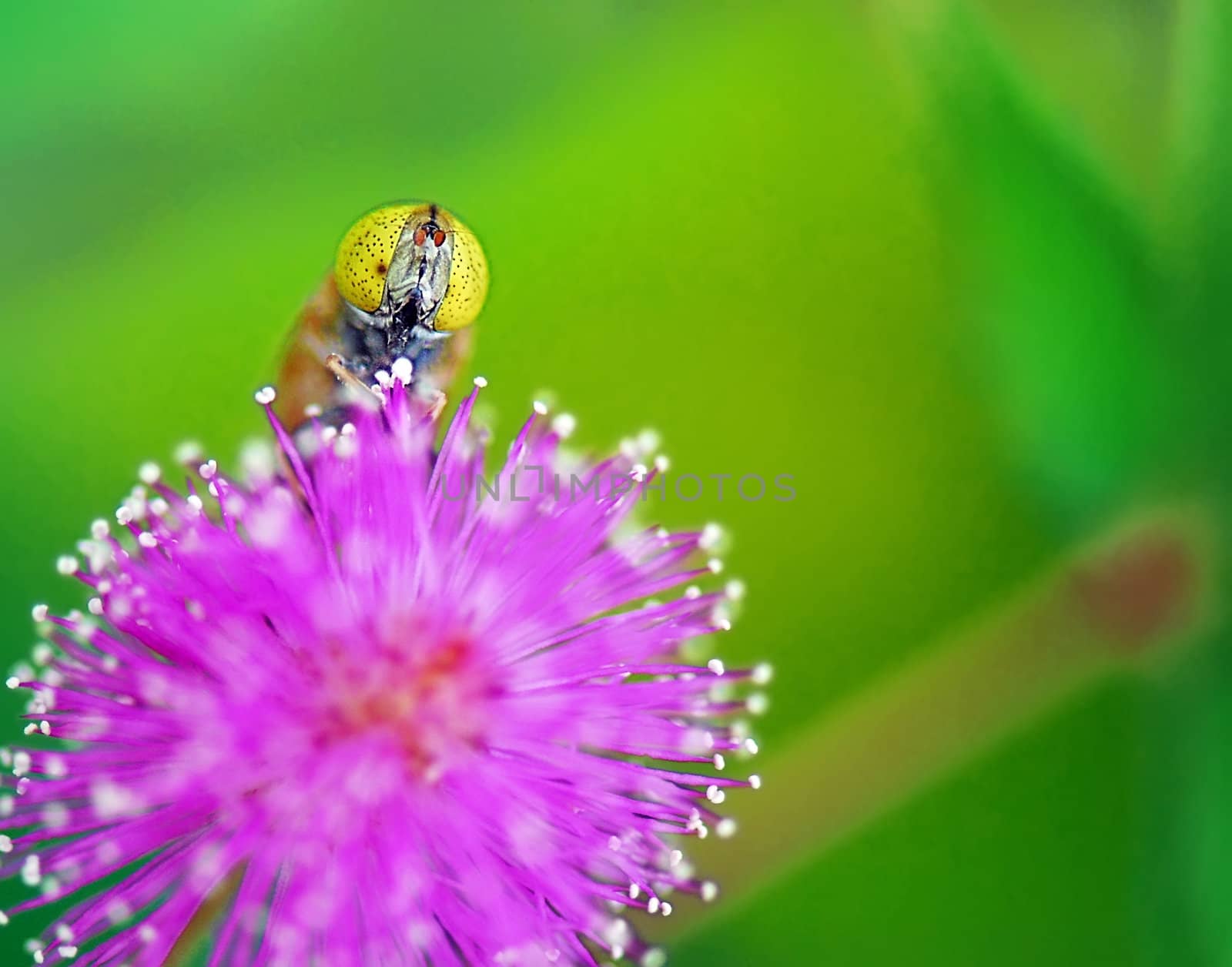 Bees and mimosa by xfdly5