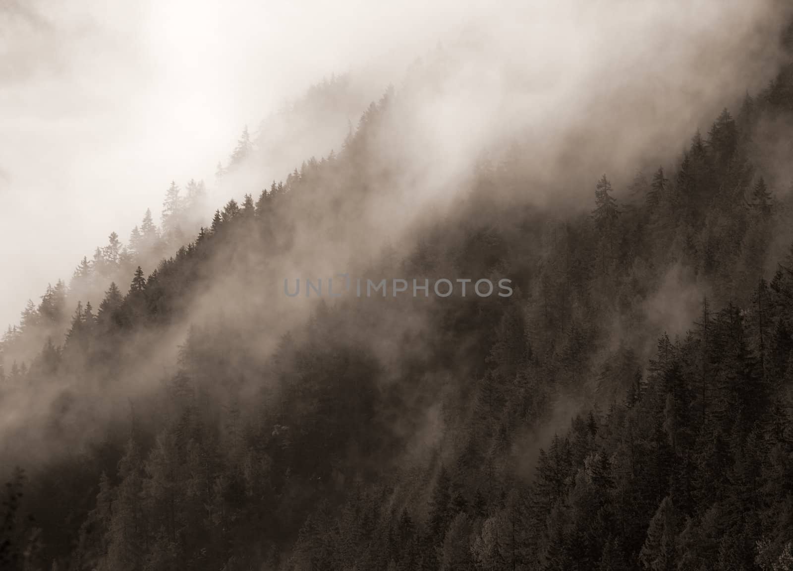 Mountains with forest covered in mist